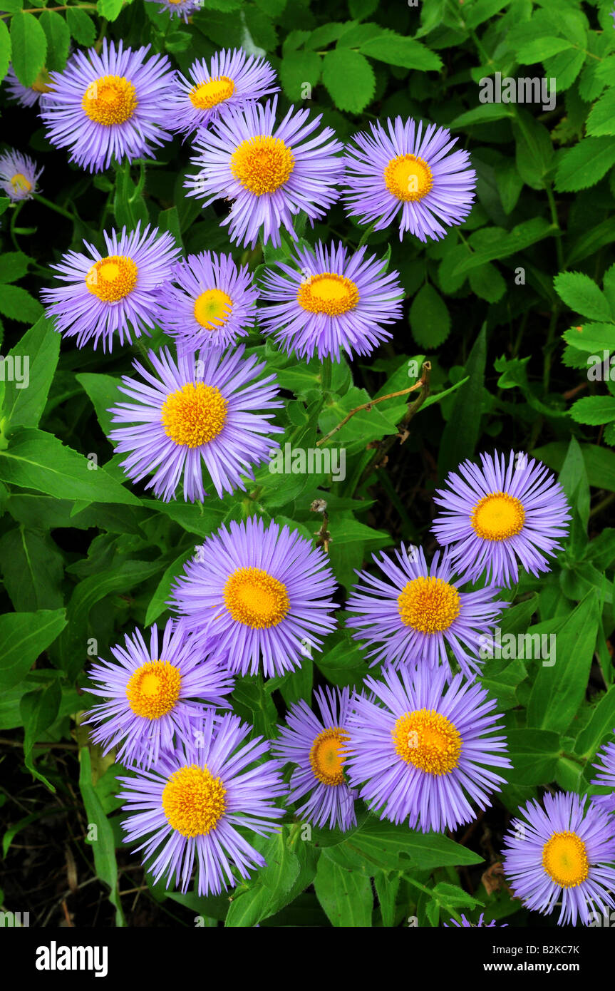 Wildflowers vertical hi-res stock photography and images - Alamy