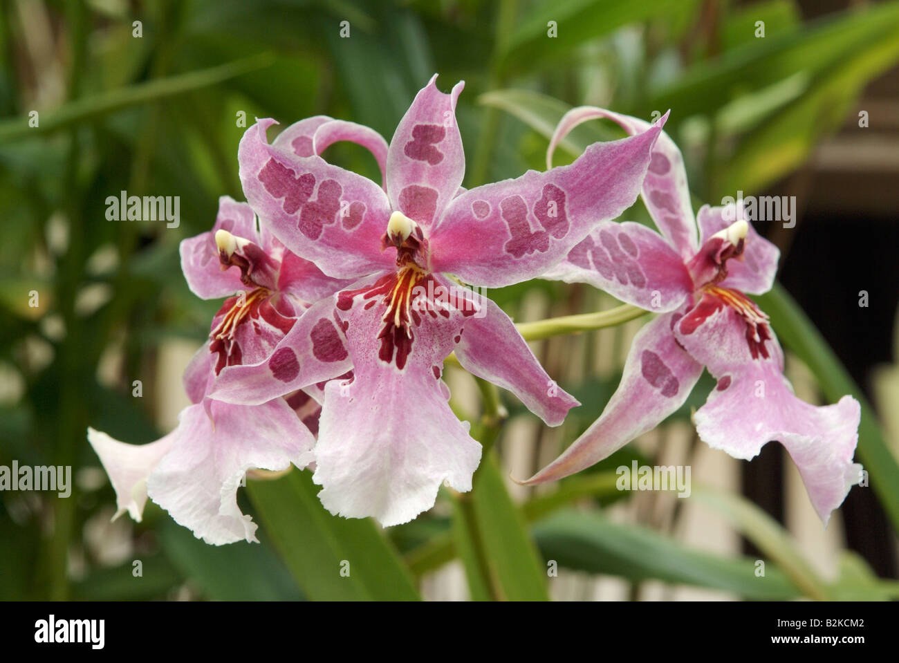 The orchid Beallara Peggy Ruth Carpenter Stock Photo