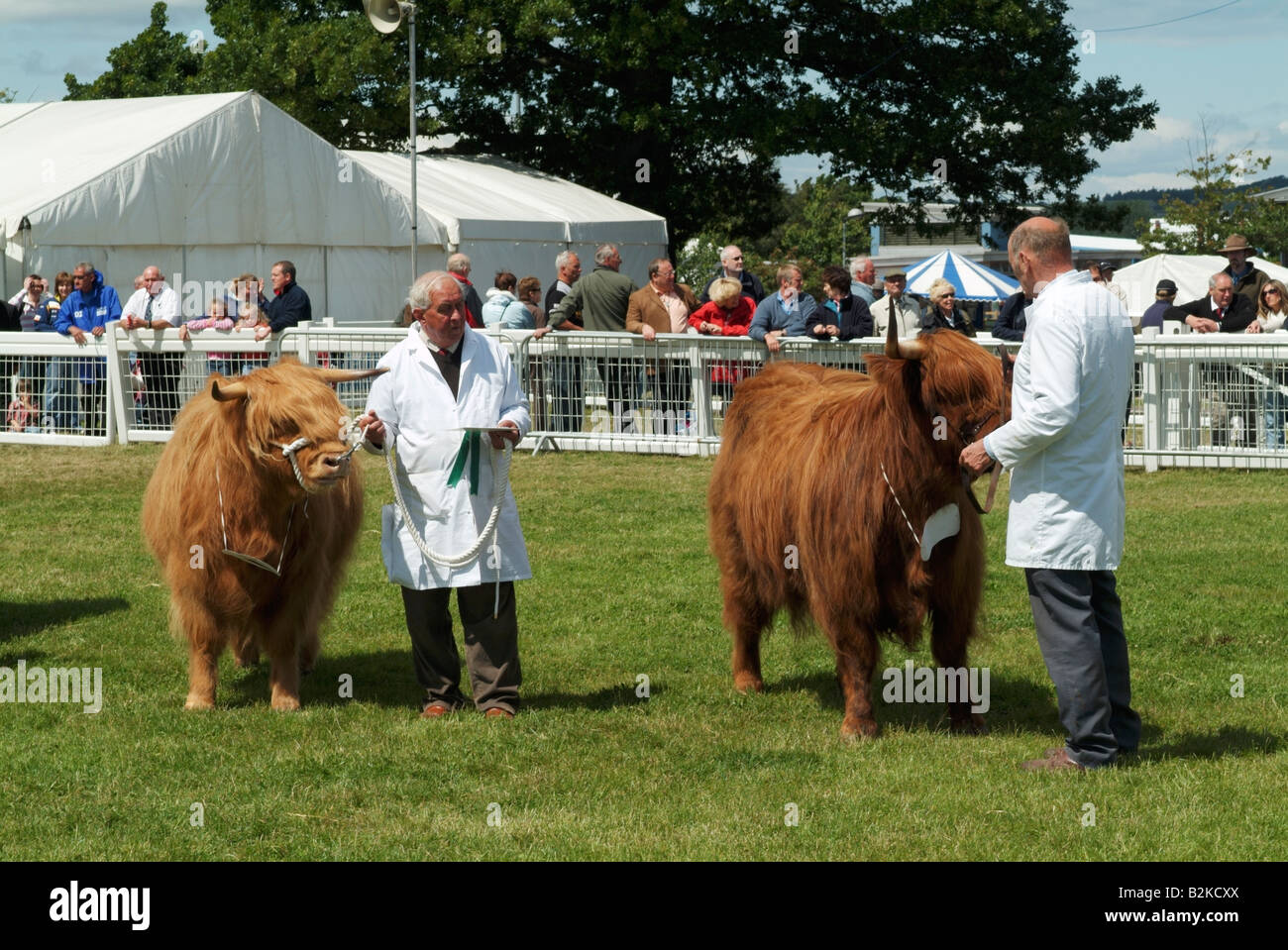 Highland cattle being judged at the 2008 Royal Highland Show, Ingliston, Edinburgh Stock Photo