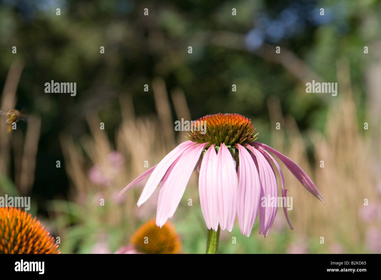 Gerbera Flower. Daisy.Cantigny Park Stock Photo