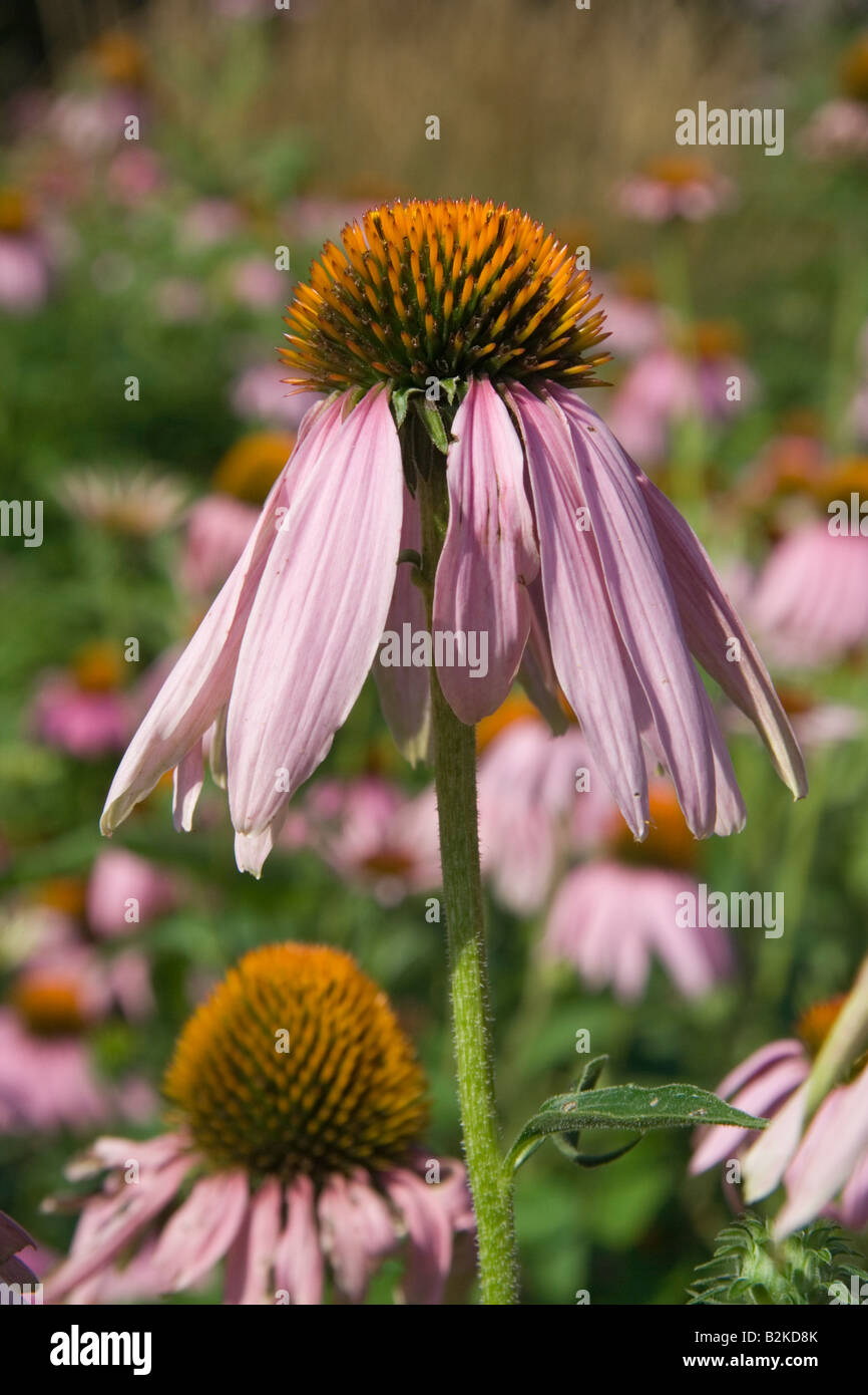 Gerbera Flower. Daisy.Cantigny Park Stock Photo