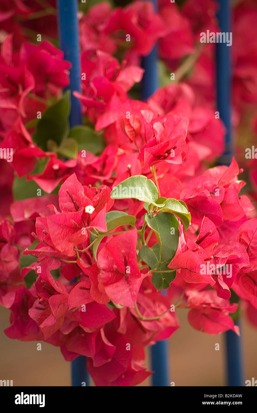 How to grow bougainvillea hi-res stock photography and images - Alamy