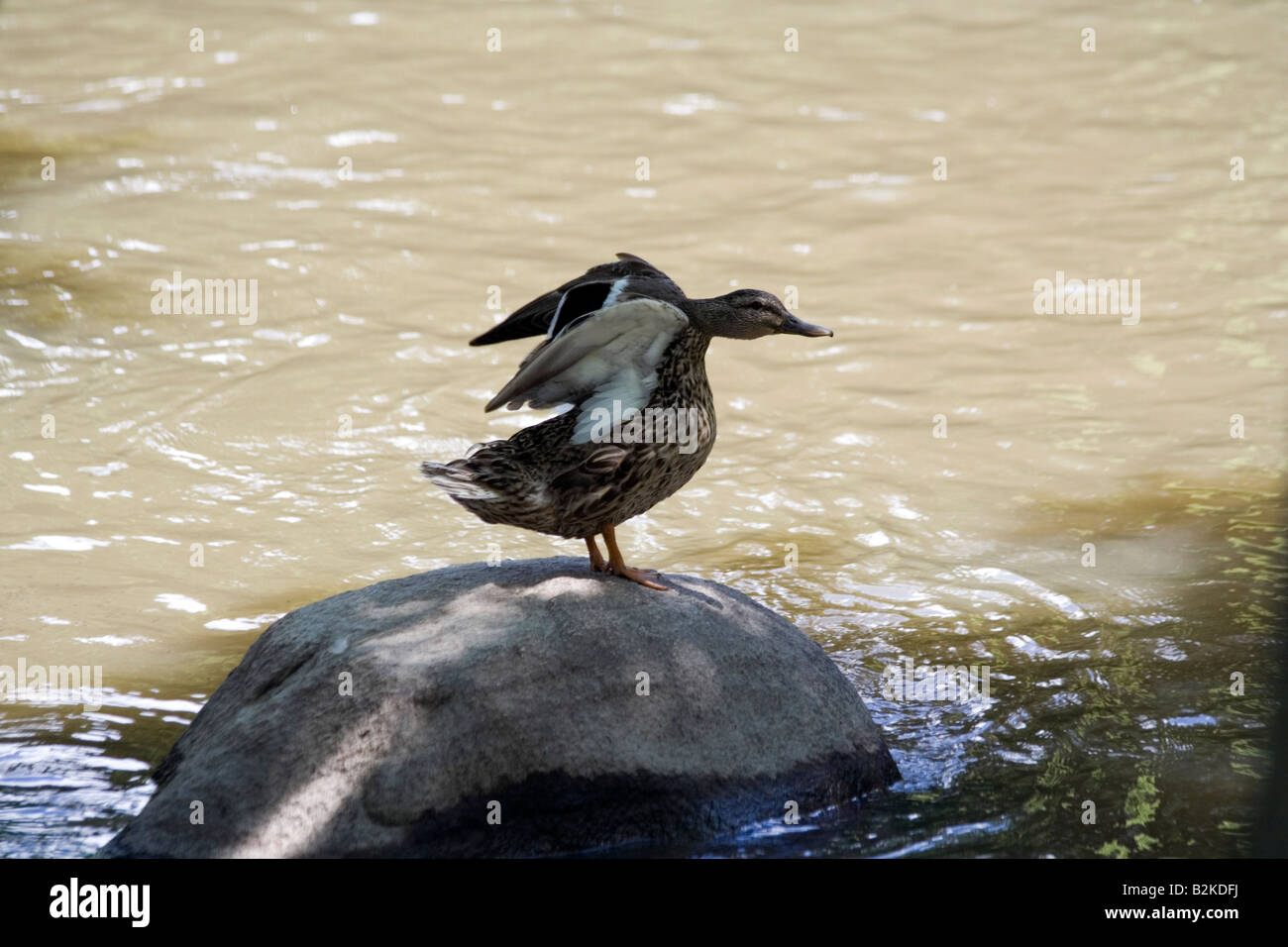 Duck on the rock Stock Photo