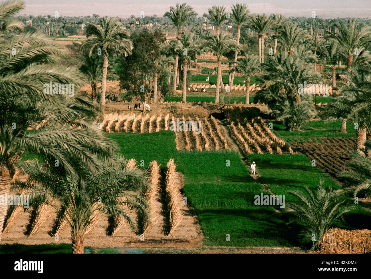 agriculture in egypt Stock Photo Alamy