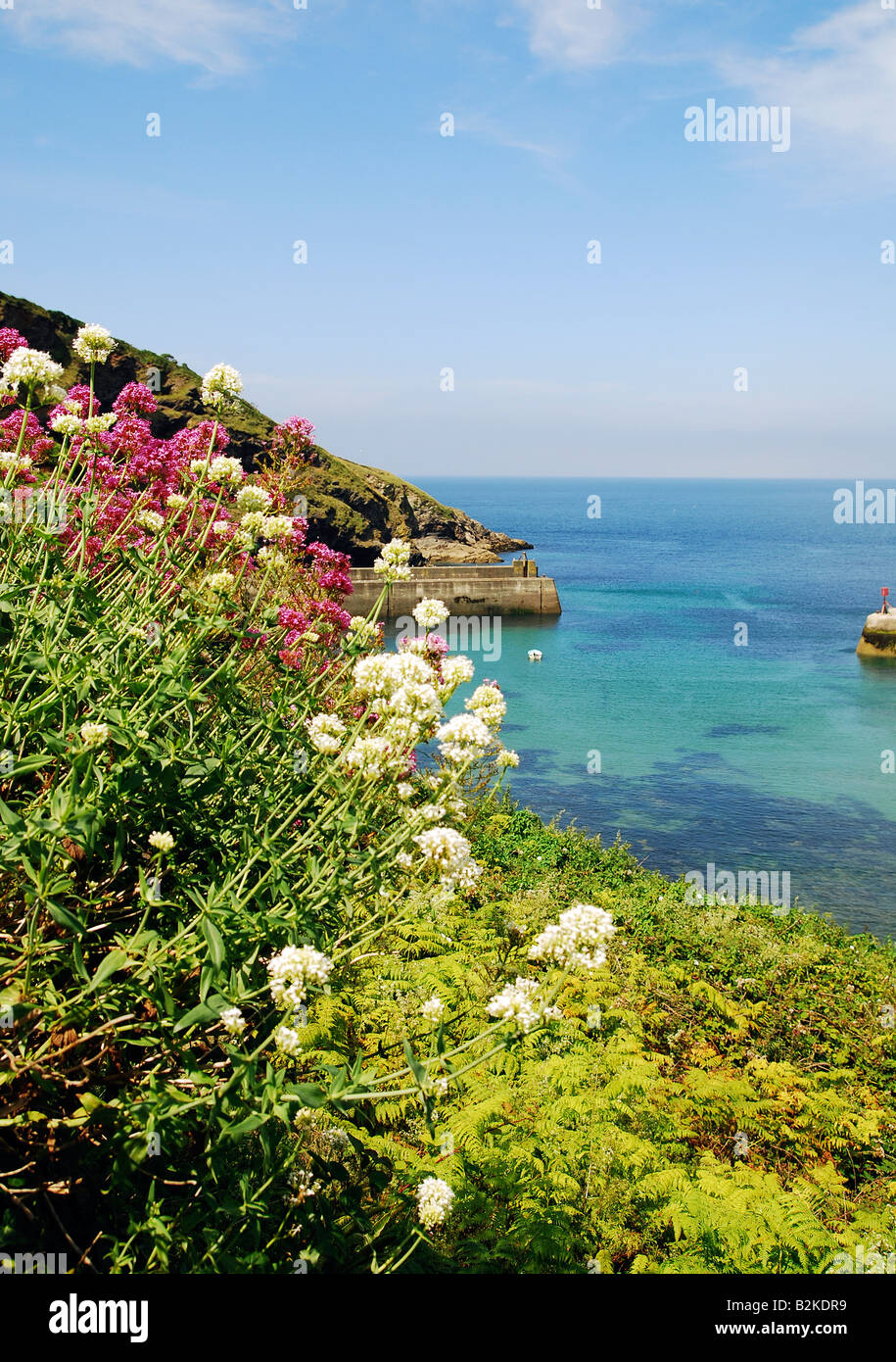 Flowers on a cliff top over lookin the sea Stock Photo Alamy