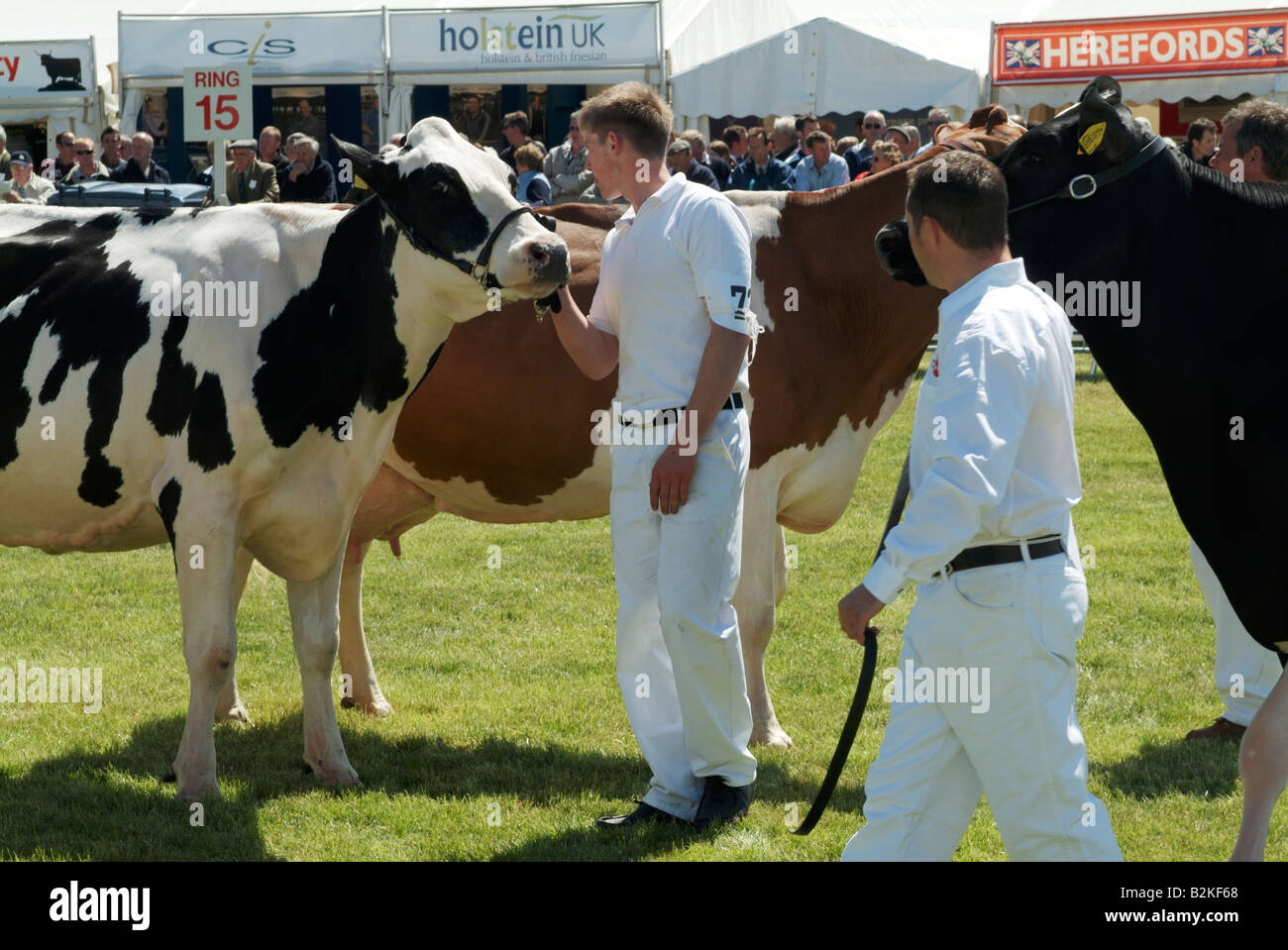 Holstein dairy cattle hi-res stock photography and images - Alamy