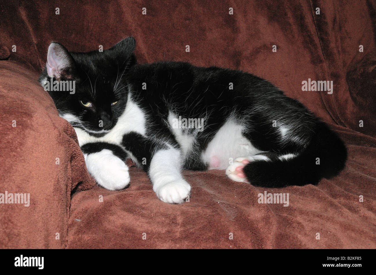 Black and white cat sleeping in an armchair Stock Photo - Alamy