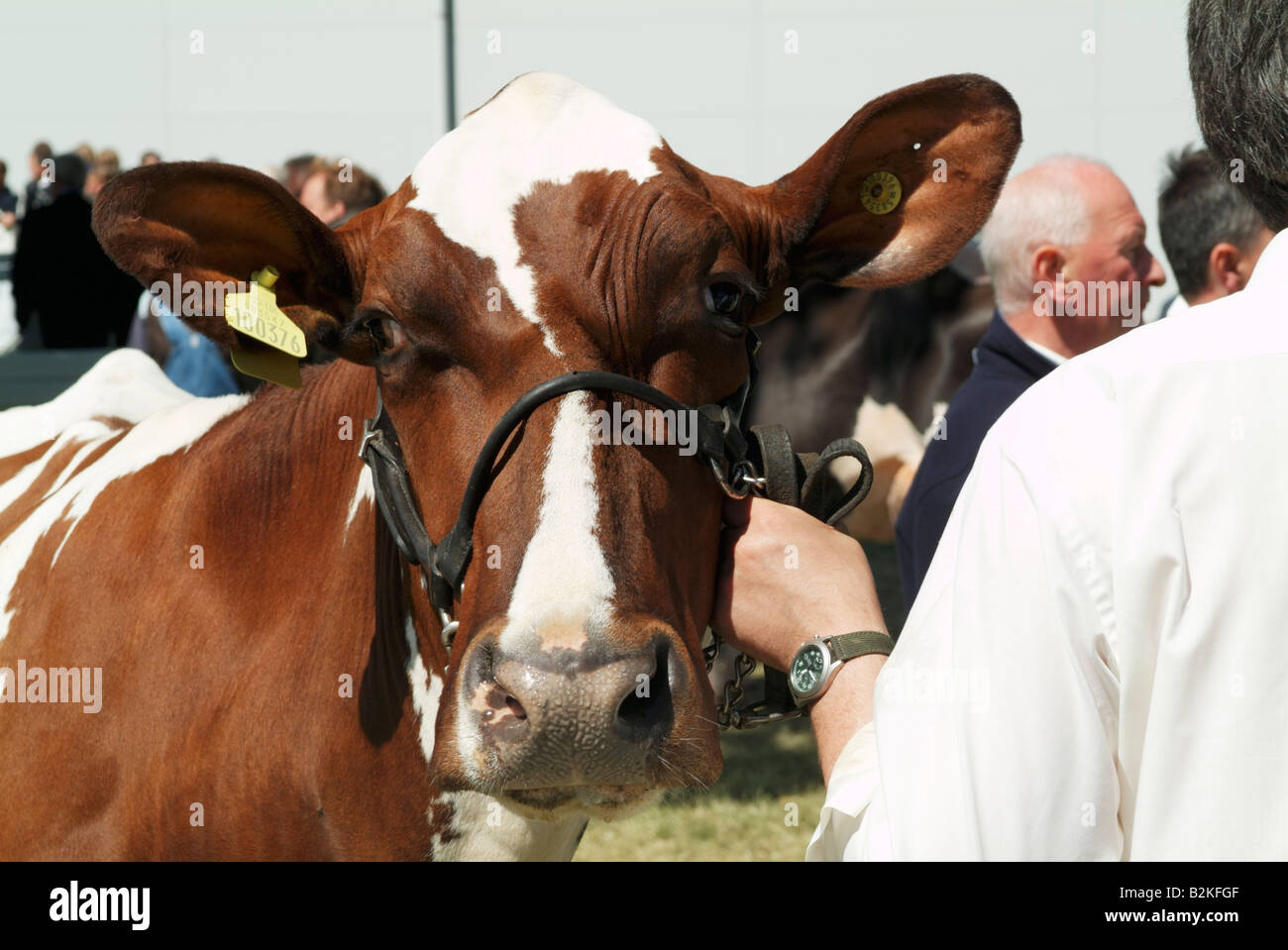 Ayrshire dairy cattle being judged at the 2008 Royal Highland Show, Ingliston, Edinburgh Stock Photo