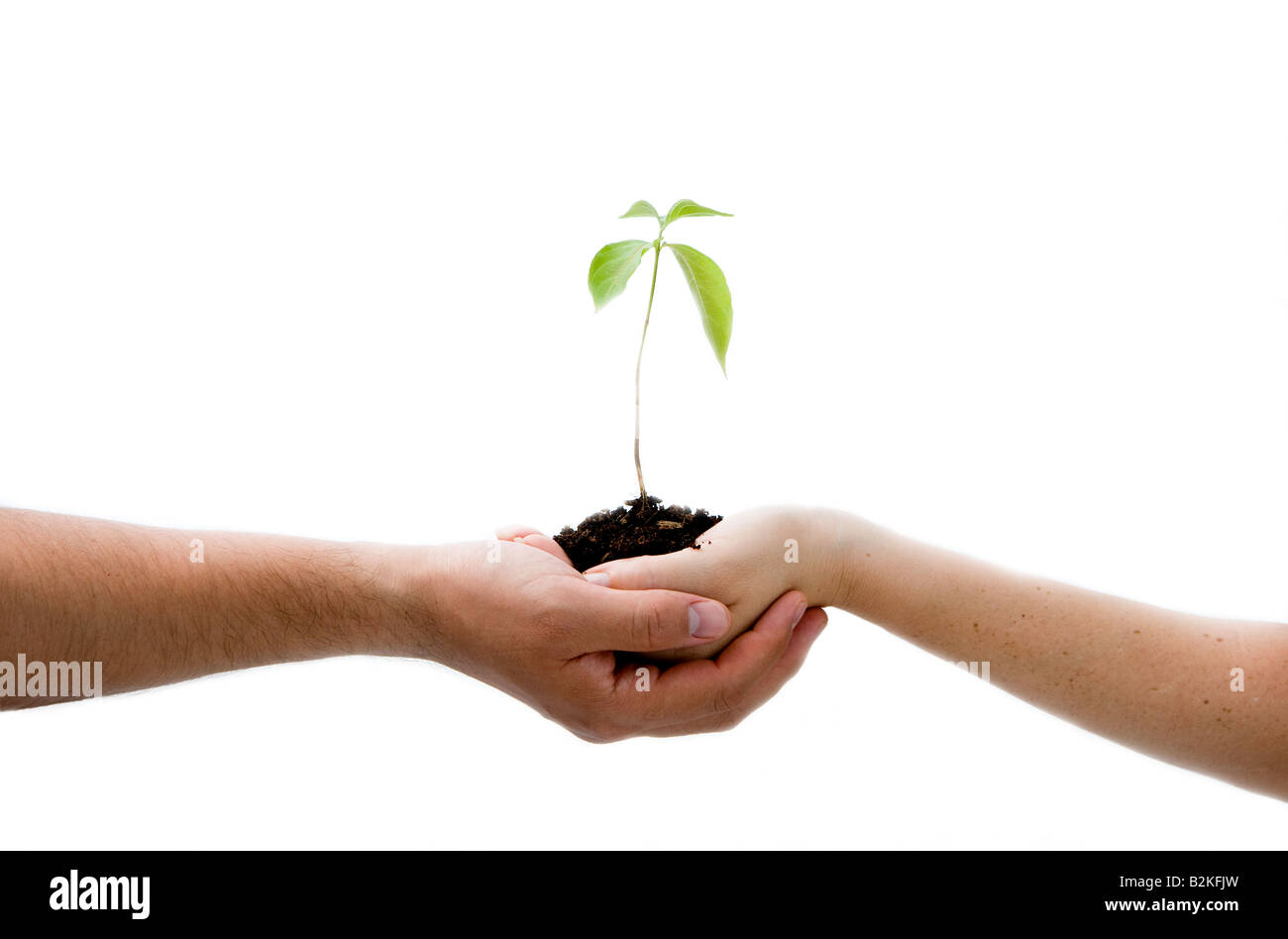 A young new plant growing from palm in two hands isolated Stock Photo -  Alamy