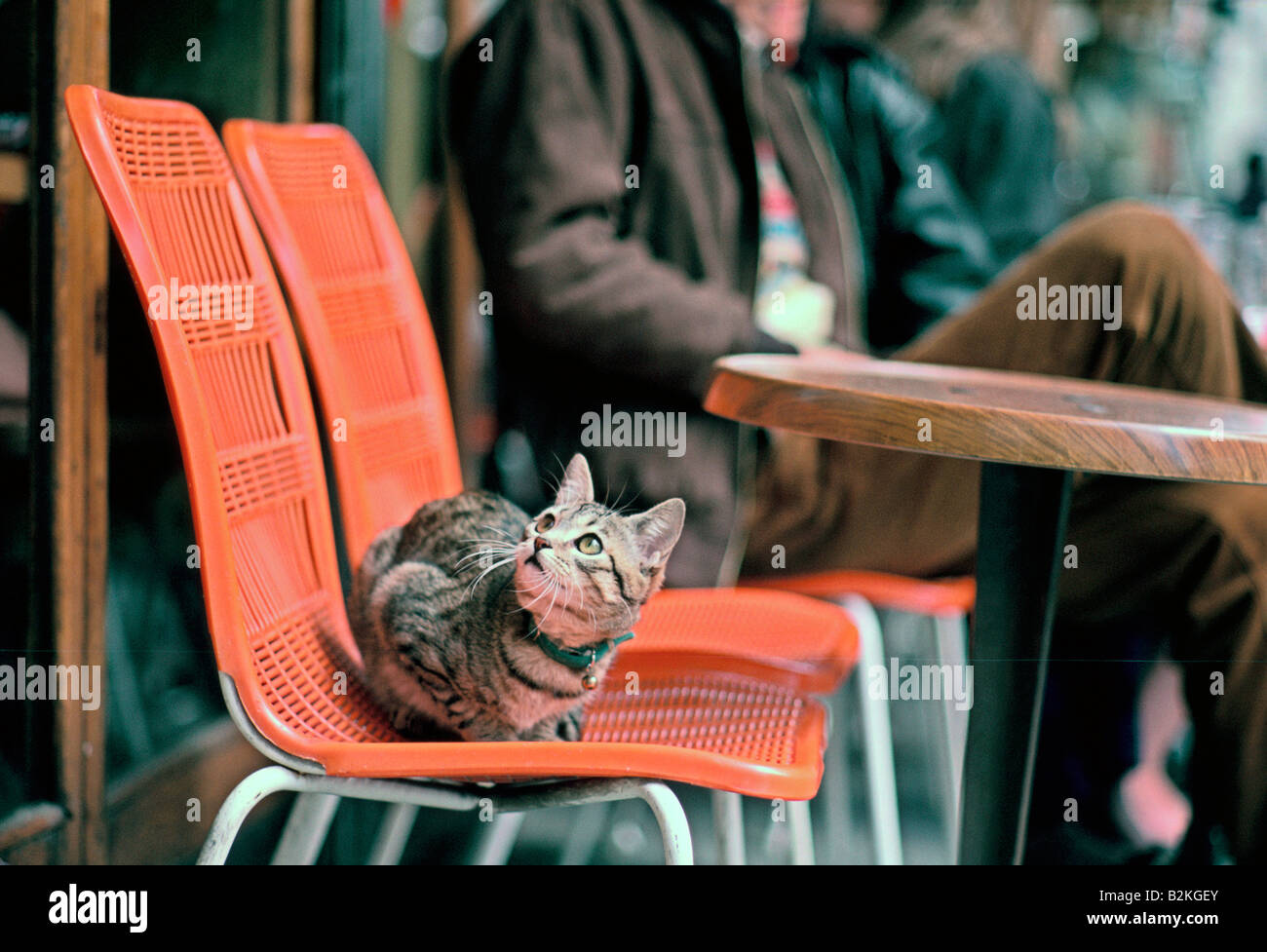 Cat Paris Stock Photos Cat Paris Stock Images Alamy