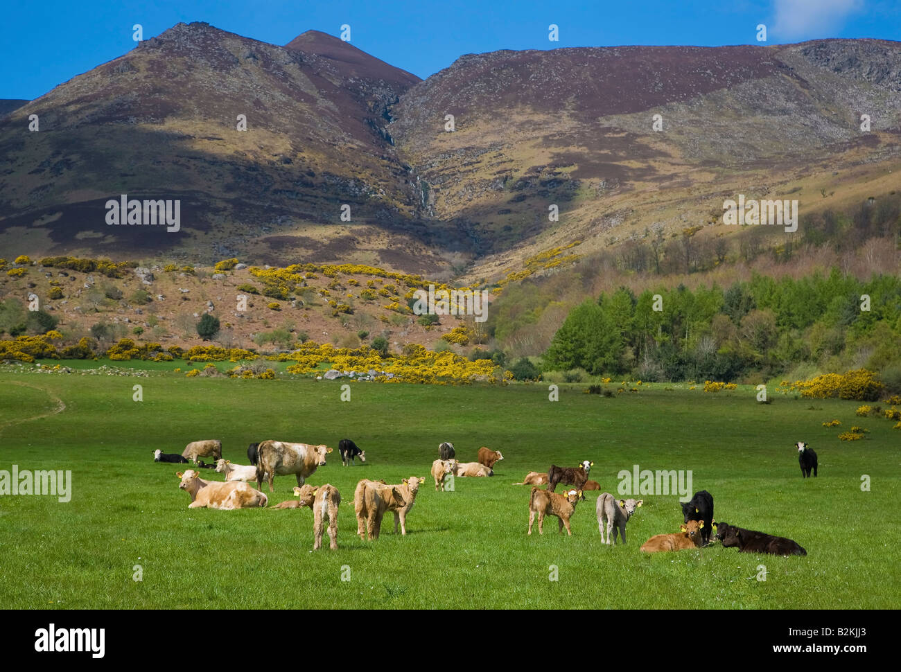 Cattle in Pasture Below Comeragh Mountains, Near Coumshingnaun Lough, County Waterford, Ireland Stock Photo