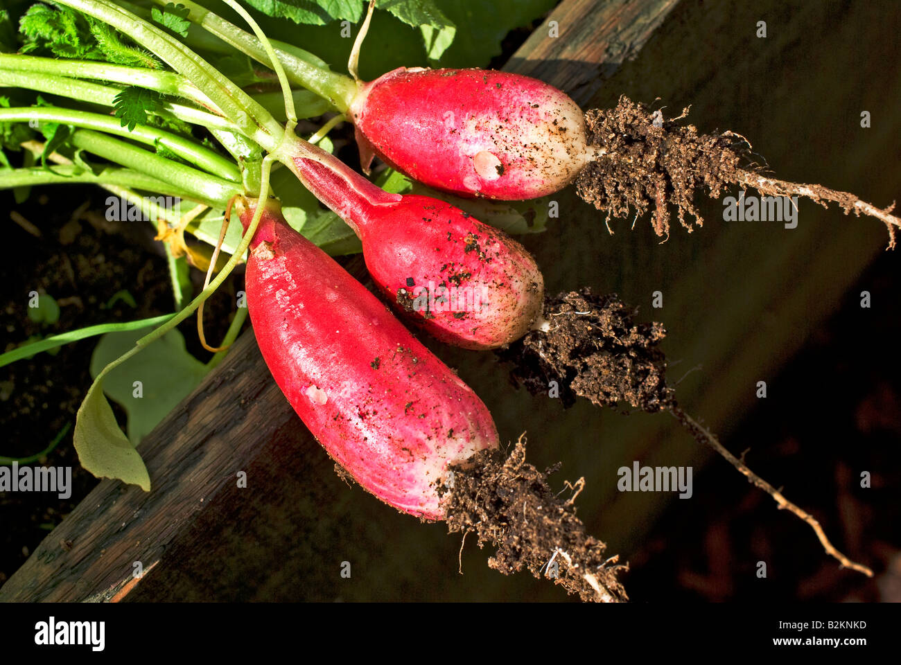 Freshly picked radishes French Breakfast 3 grown in a raised wooden raised container in UK Stock Photo