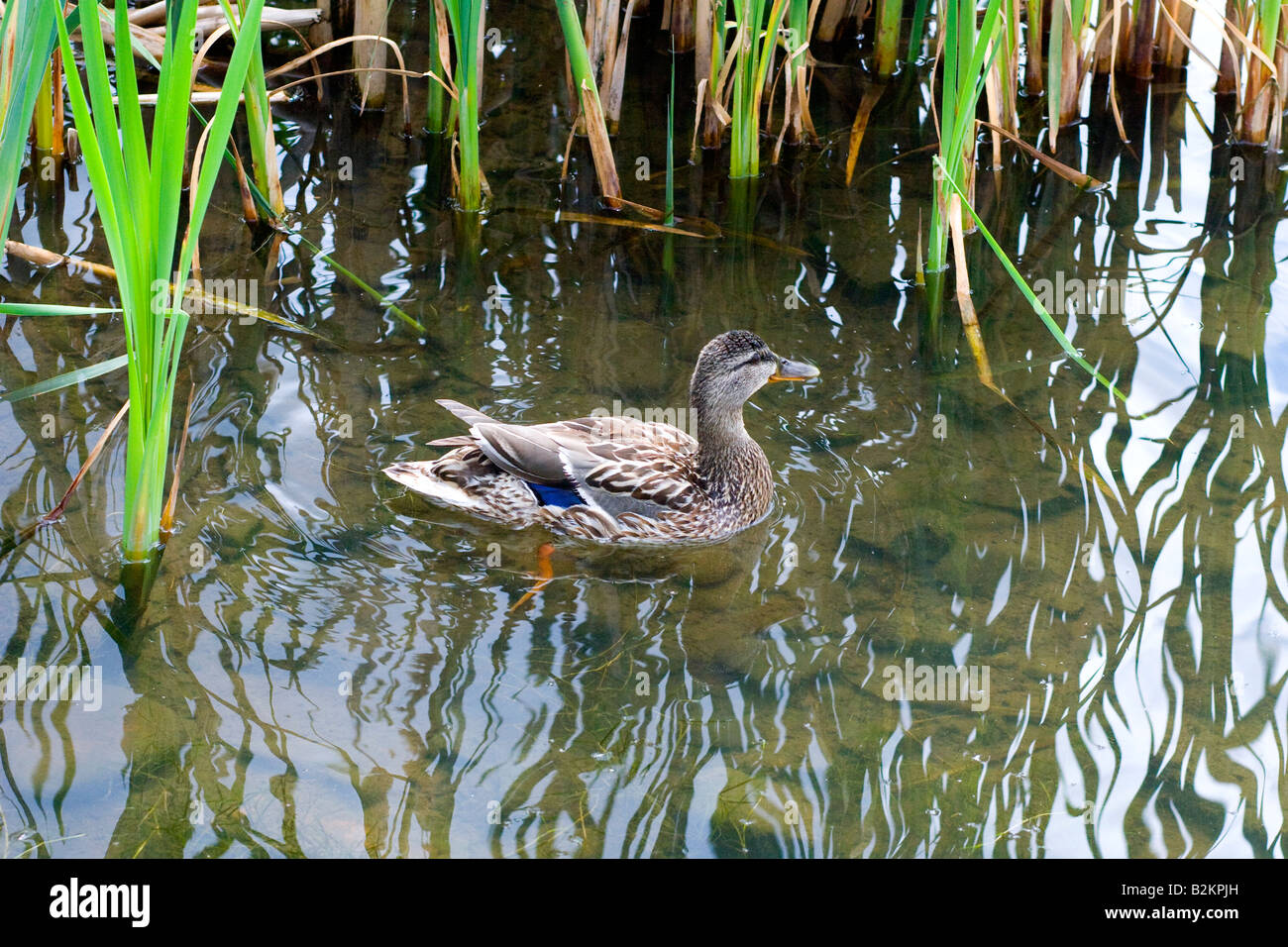 Mallard Duck Wetlands Cardiff Bay Stock Photo