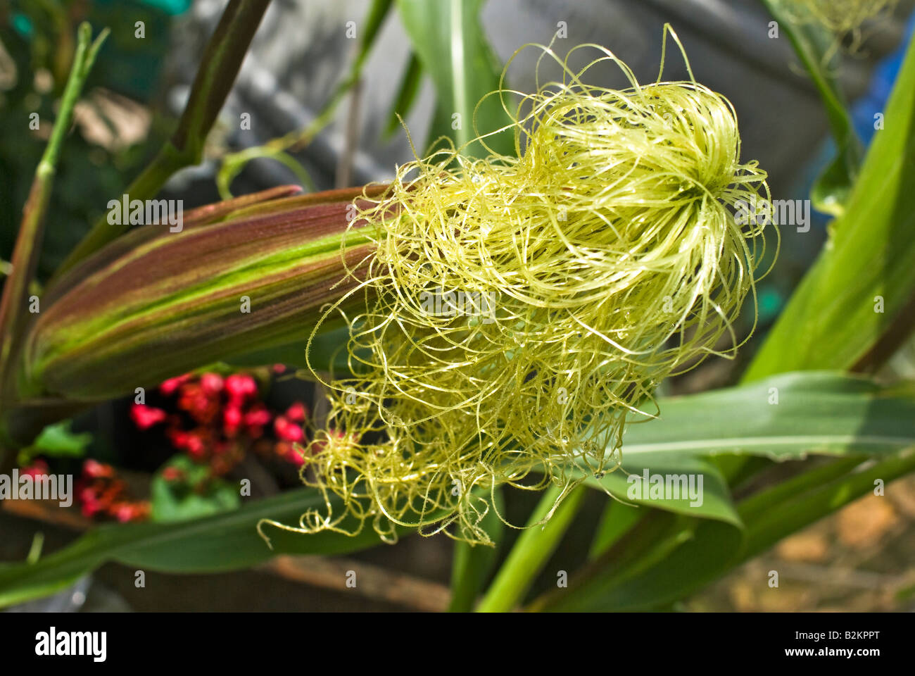 Corn pale hires stock photography and images Alamy