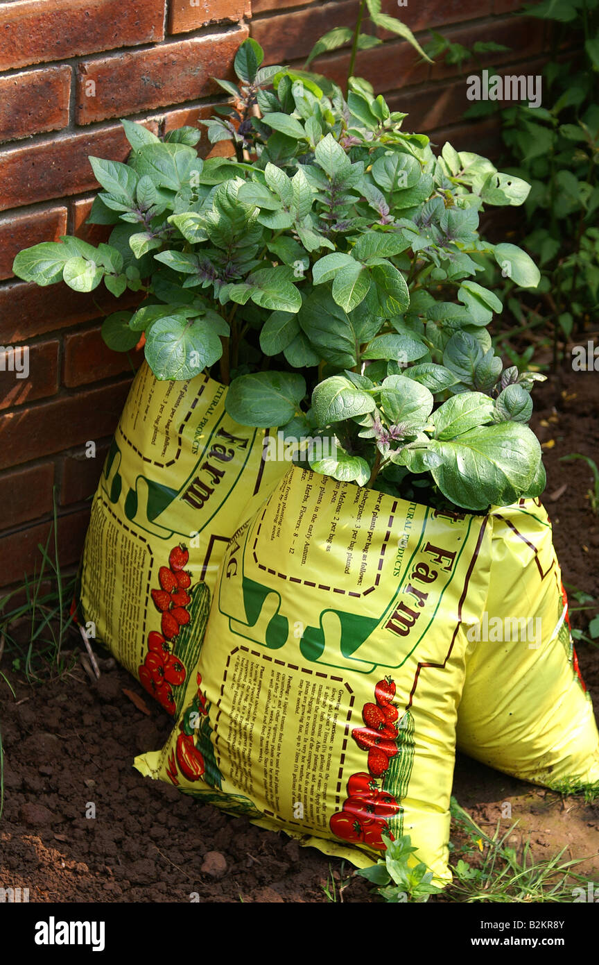 Growing potatoes in bags hi-res stock photography and images - Alamy