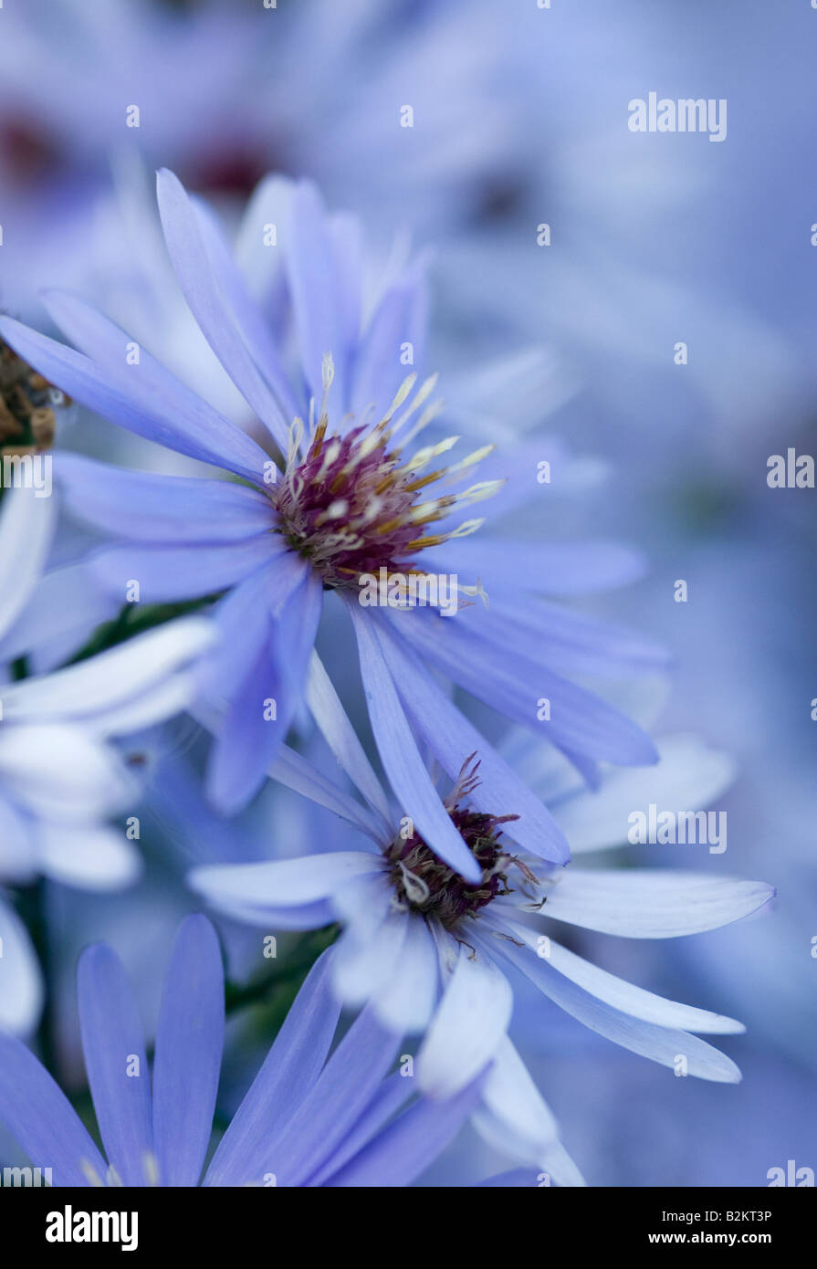Aster michaelmas daisy hires stock photography and images Alamy