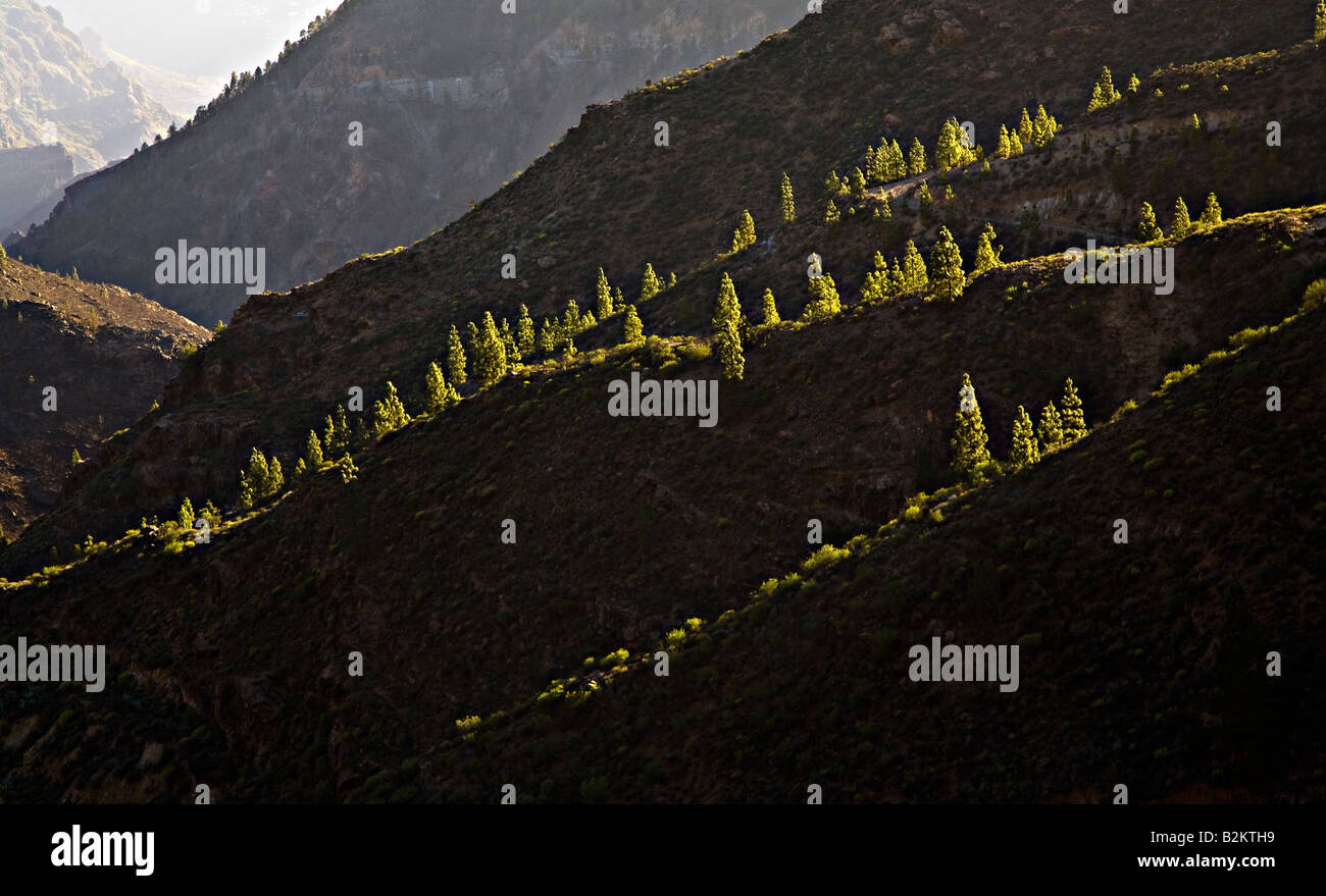 Sparce tree growth on volcanic rock at Paso de Ojeda Gran Canaria Spain Stock Photo