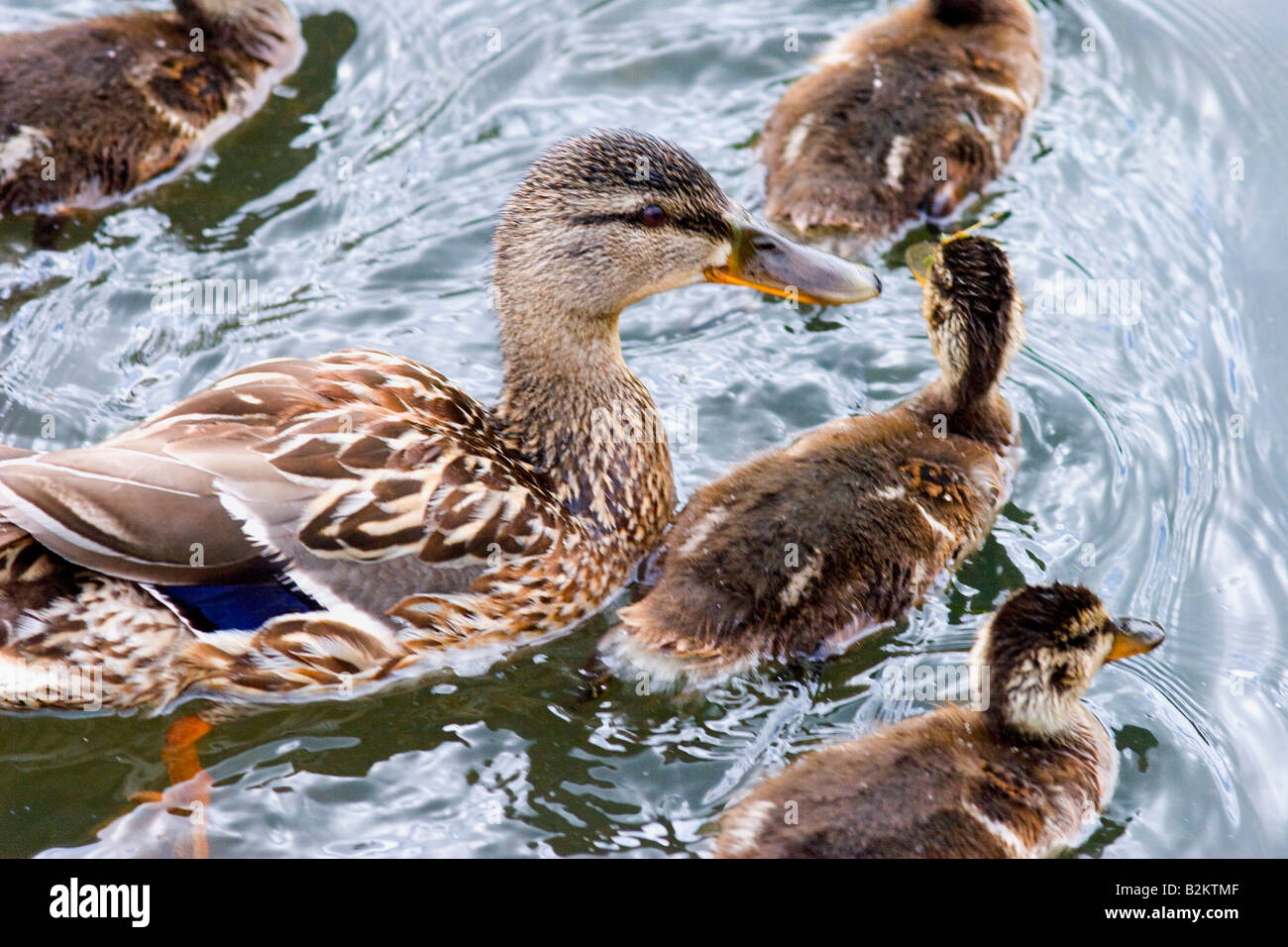 Mallard Ducks Wetlands Cardiff Bay Stock Photo