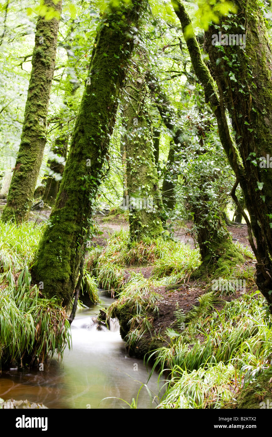 Small stream through trees hi-res stock photography and images - Alamy