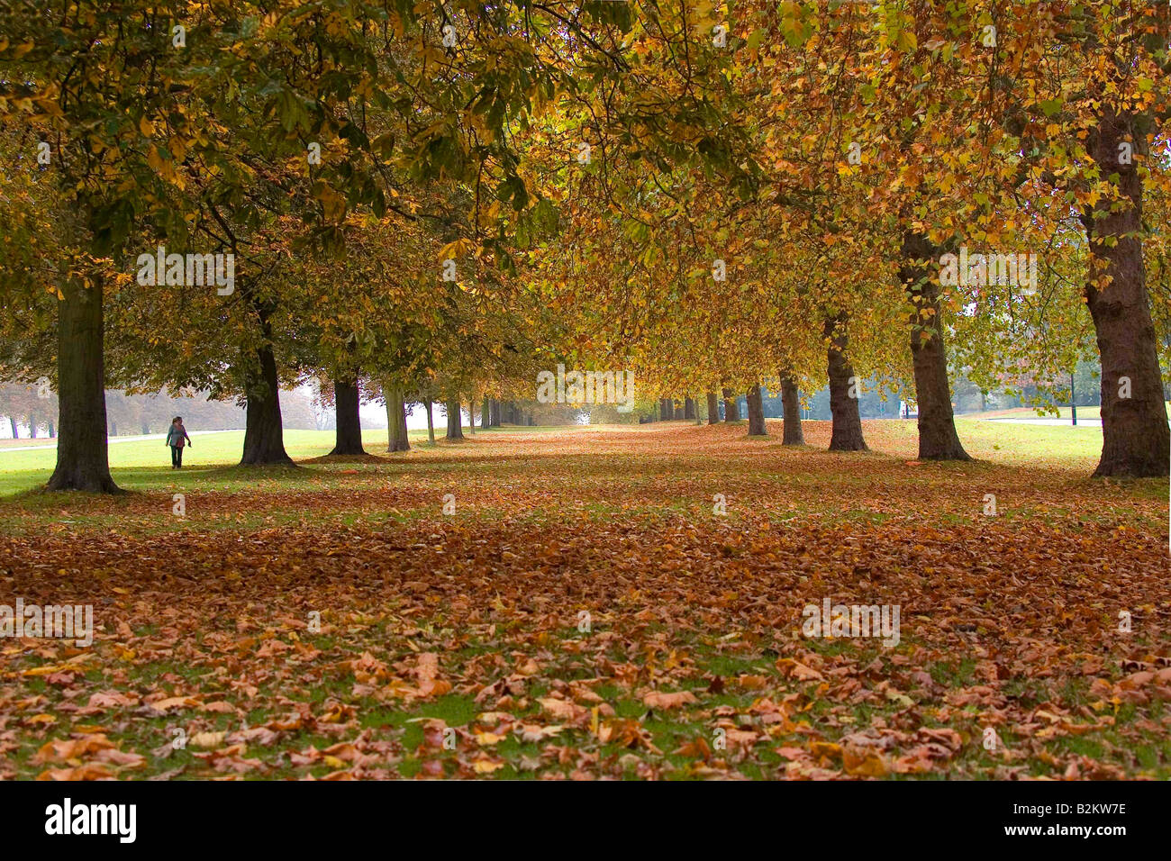 Windsor Great Park at its Autumnal best Stock Photo