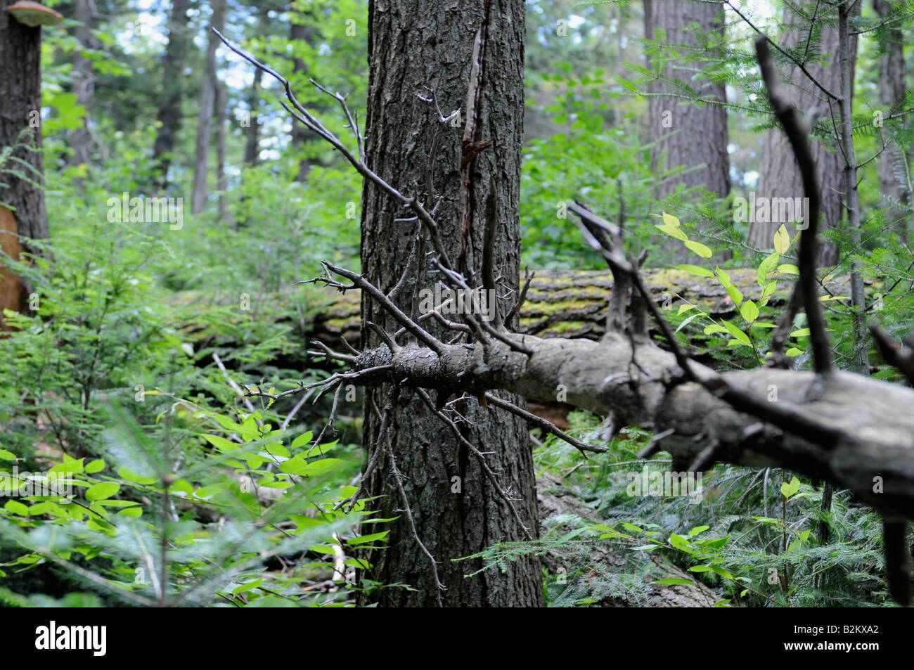 A fallen tree over a trail at Canoe Lake, Algonquin Park, Ontario, Canada Stock Photo