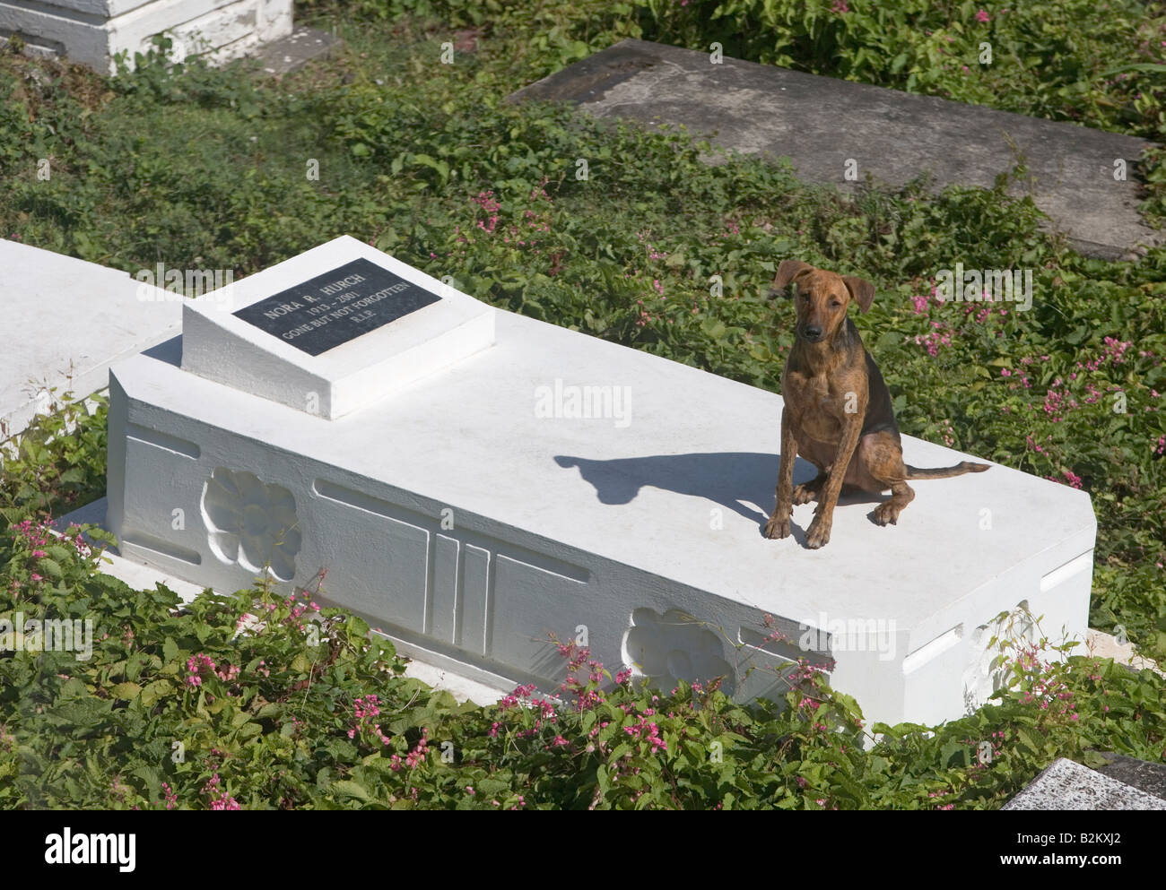 A dog sits on the grave of its owner in an act of everlasting faith It must miss the owner very much The name and dates of the Stock Photo