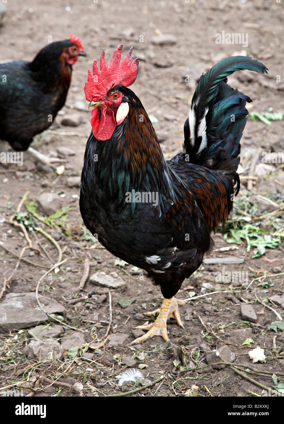 Cockerel with red comb UK Stock Photo