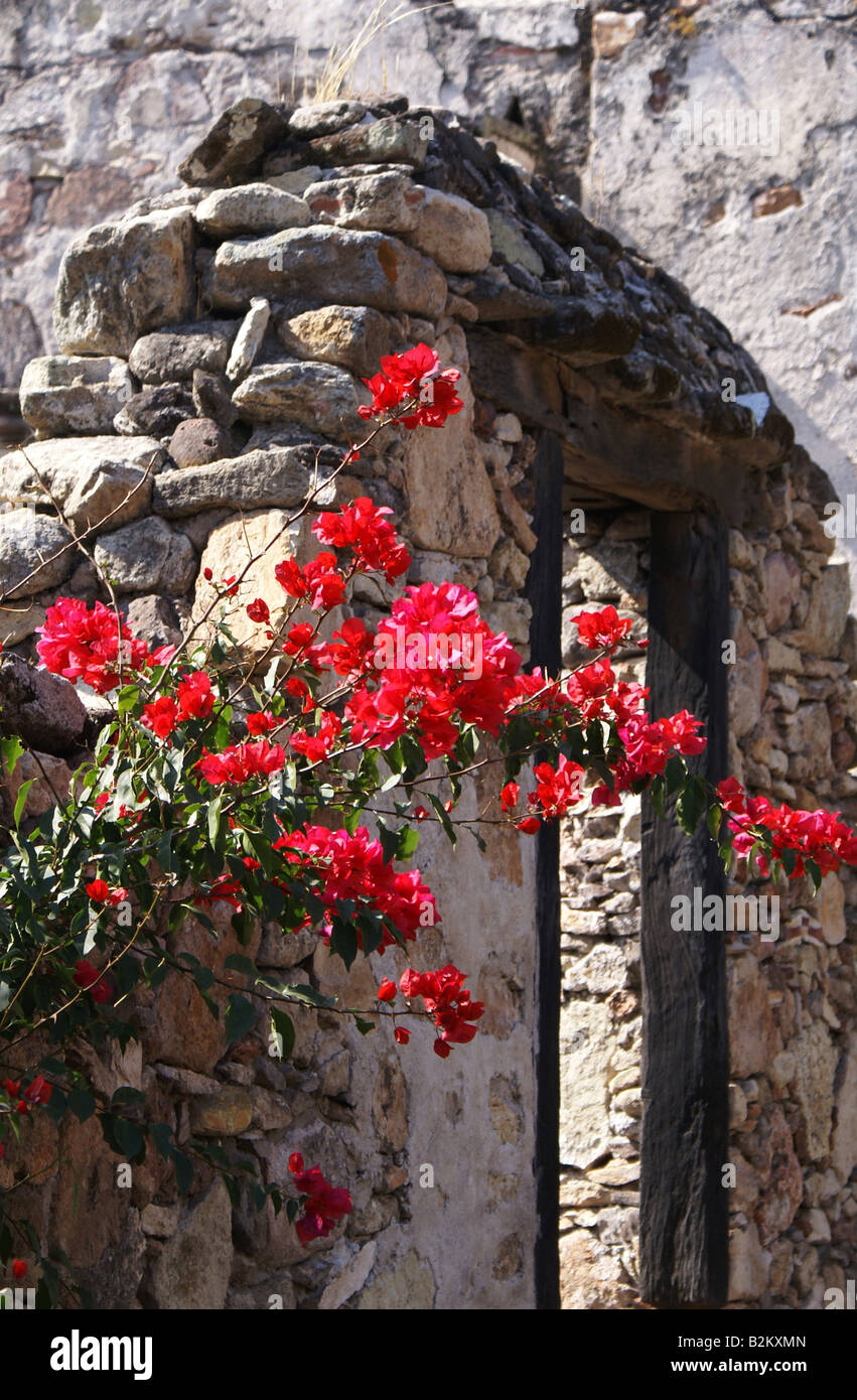 Red bougainvillea flowers with a rock wall in Mexico Stock Photo