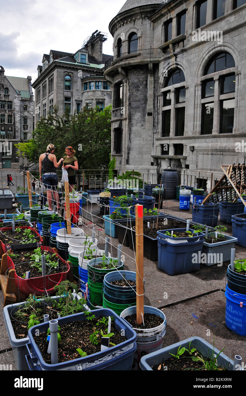 Vegetable garden on a rooftop McGill University Montreal Stock Photo