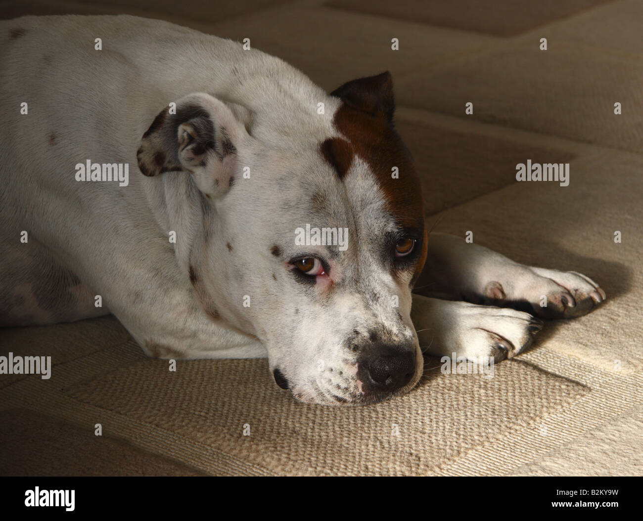 Brown and white staffordshire bull terrier Stock Photo
