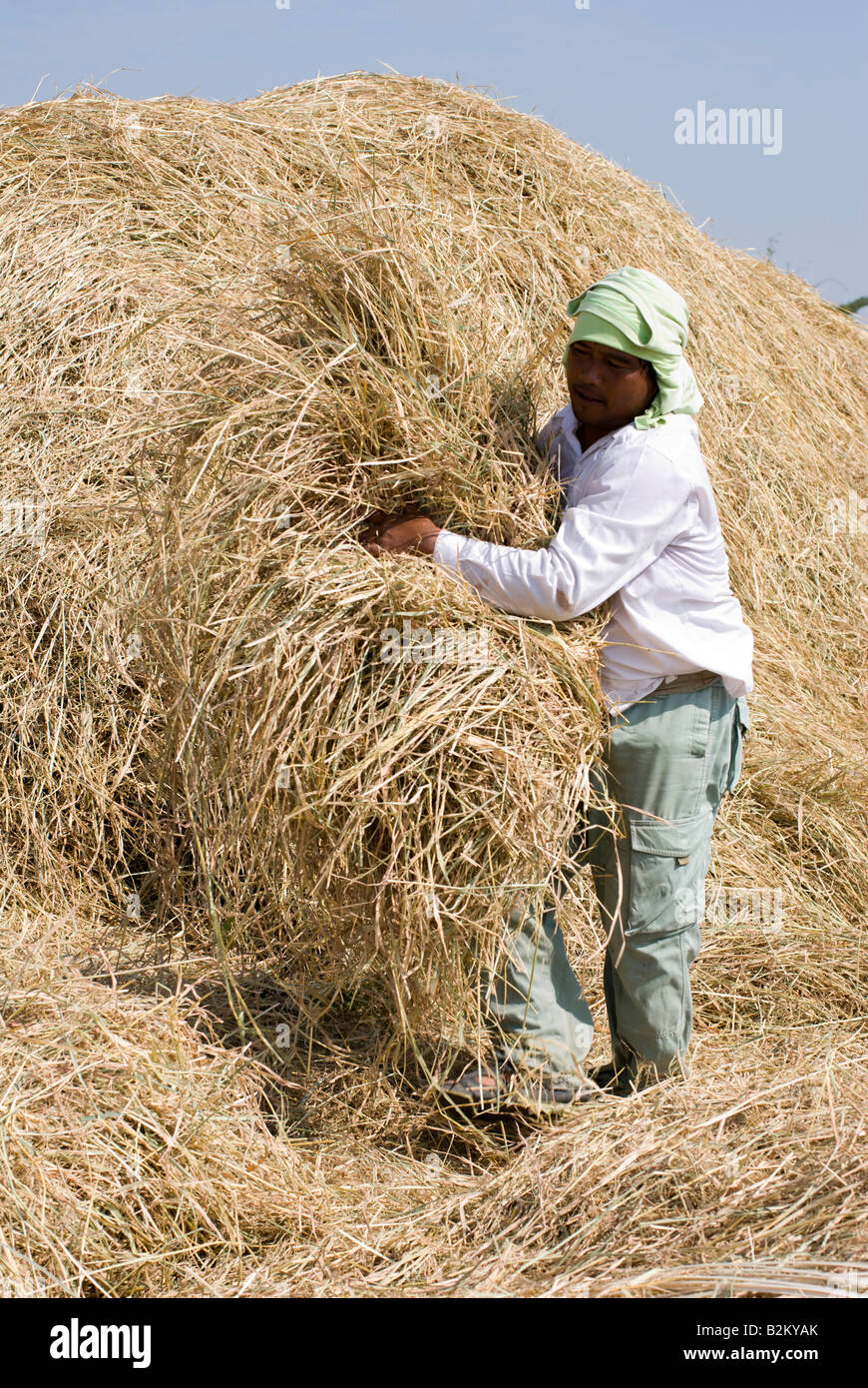 Collecting rice straw hi-res stock photography and images - Alamy
