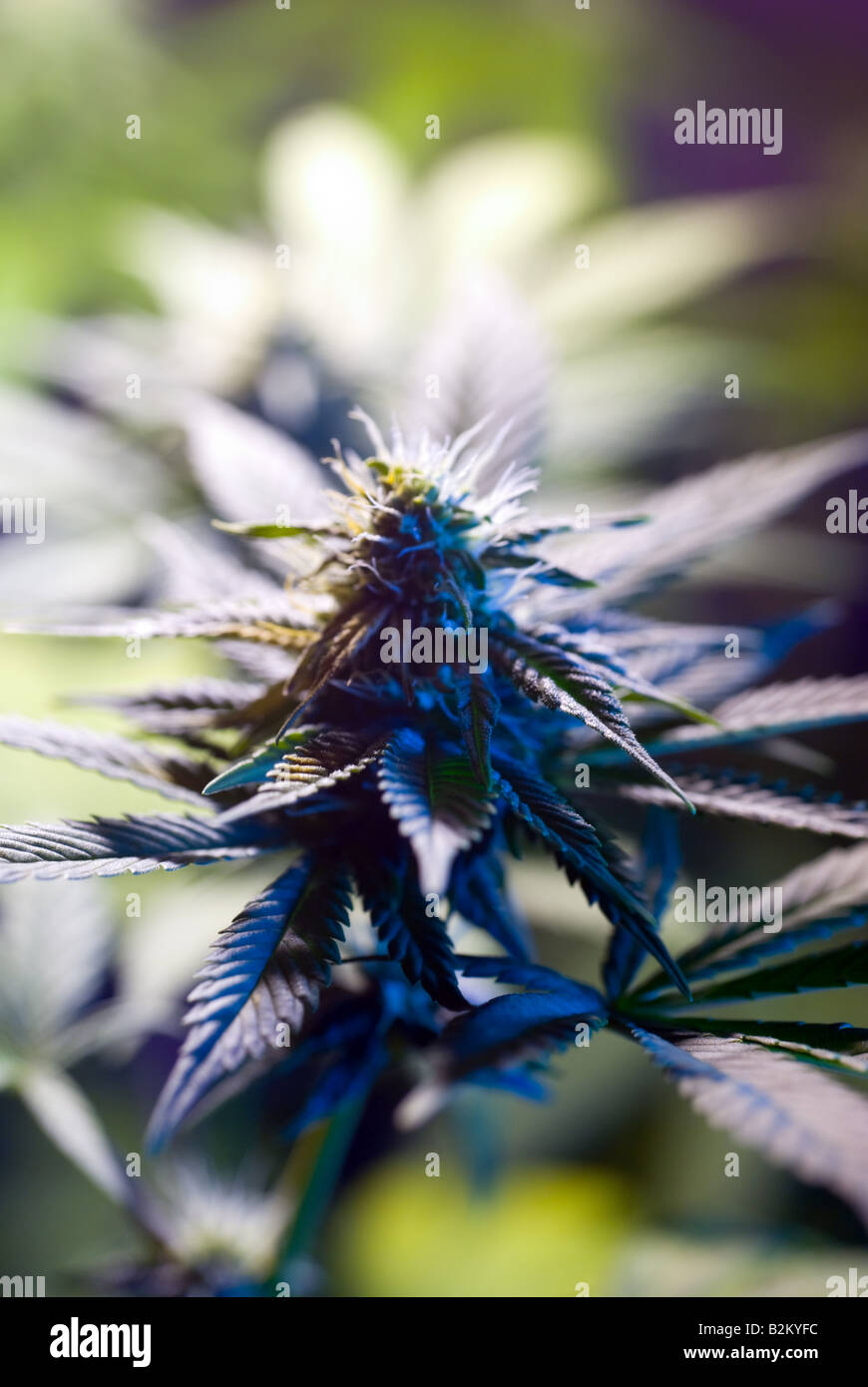 Close up of Marijuana cannabis plant flower bud in an illegal grow room in New Jersey USA Stock Photo