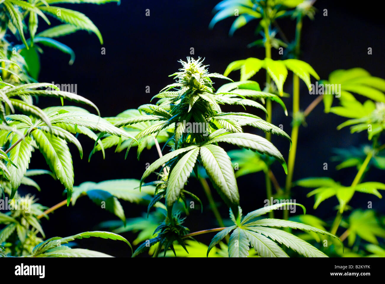 Illegal indoor Marijuana growing with budding pot plants Stock Photo