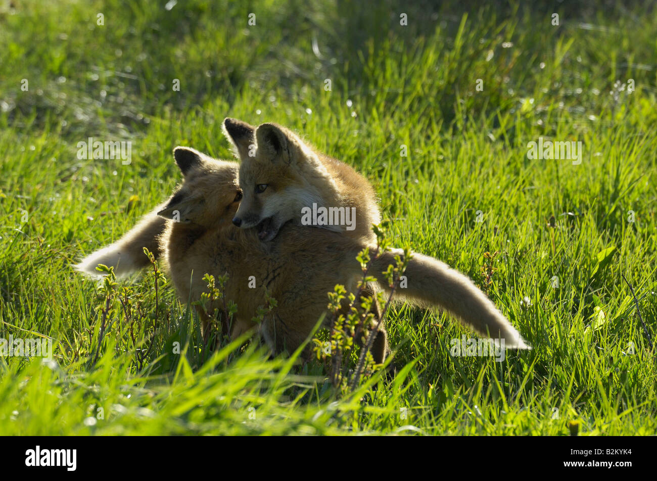 Backlit baby red foxes at play Stock Photo