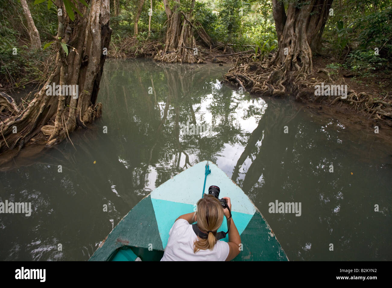 A tourist photographs the Swampblood trees along the Indian River in Dominica s northern rain forests Stock Photo