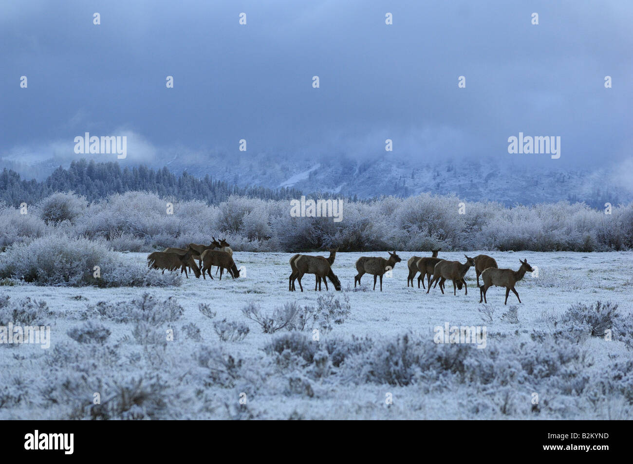 Elk after a spring snowstorm in the Grand Tetons Stock Photo