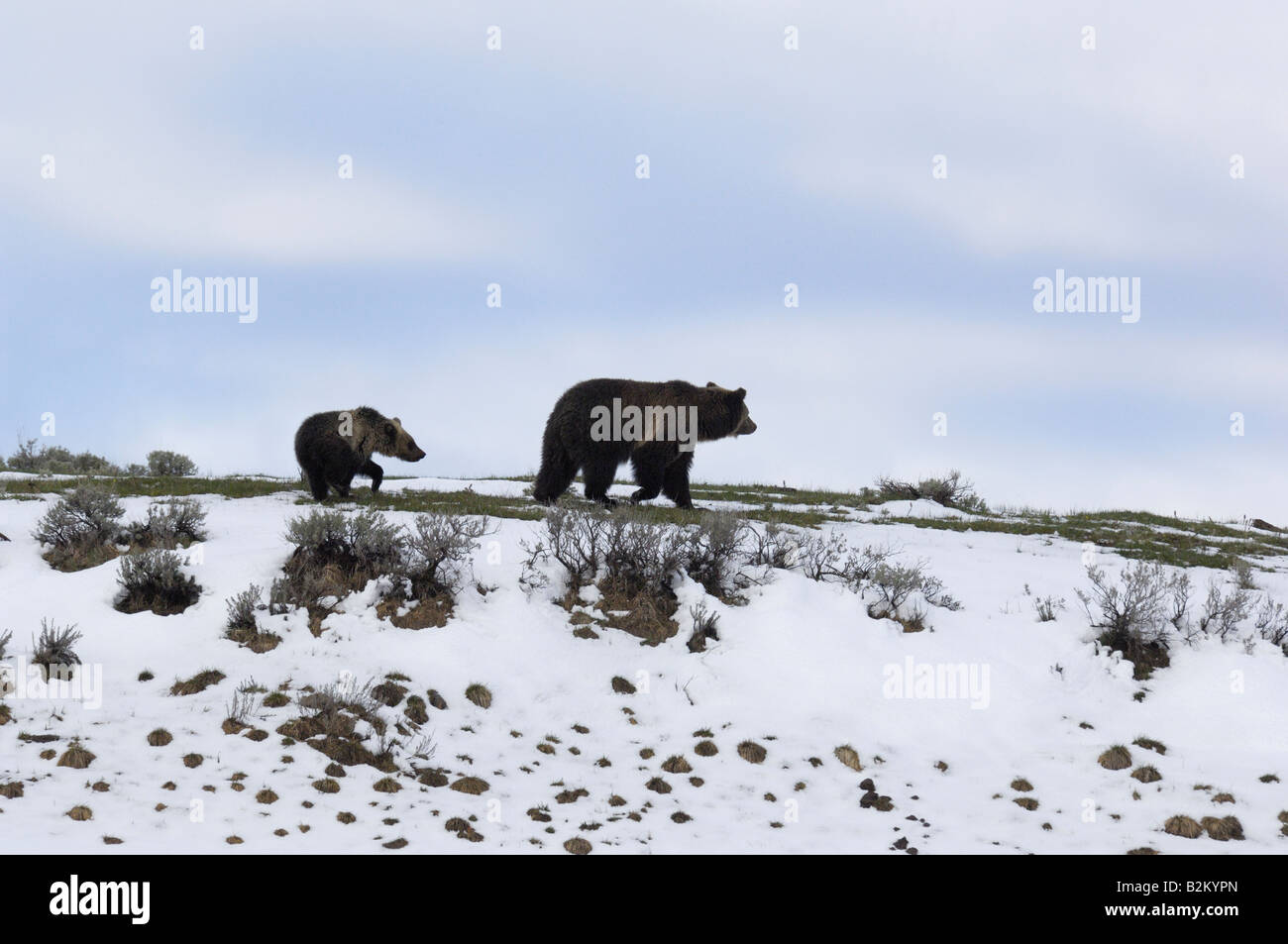 Mama bear hi-res stock photography and images - Alamy