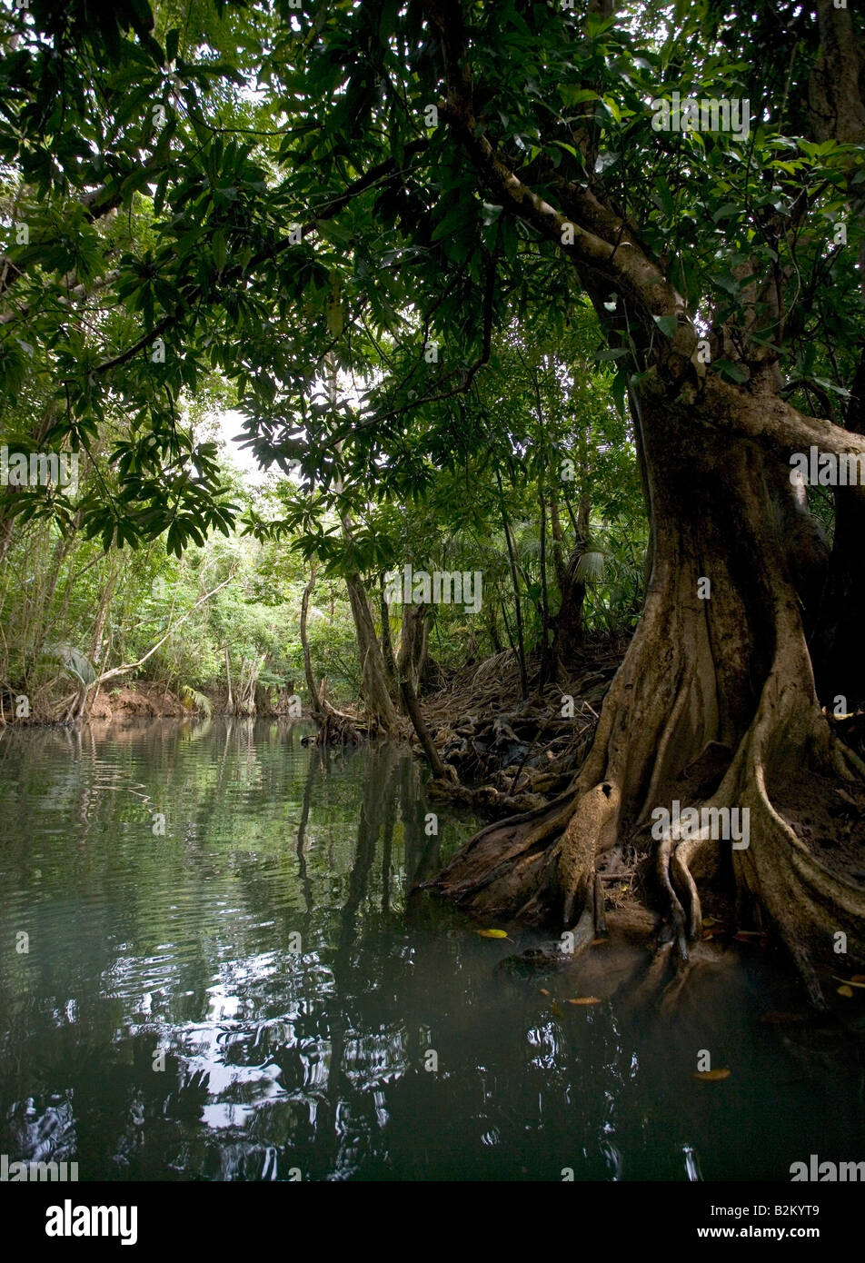 Swampblood trees along the Indian River in Dominica s northern rain forests Stock Photo