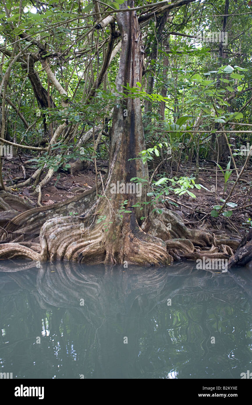 Swampblood trees along the Indian River in Dominica s northern rain forests Stock Photo