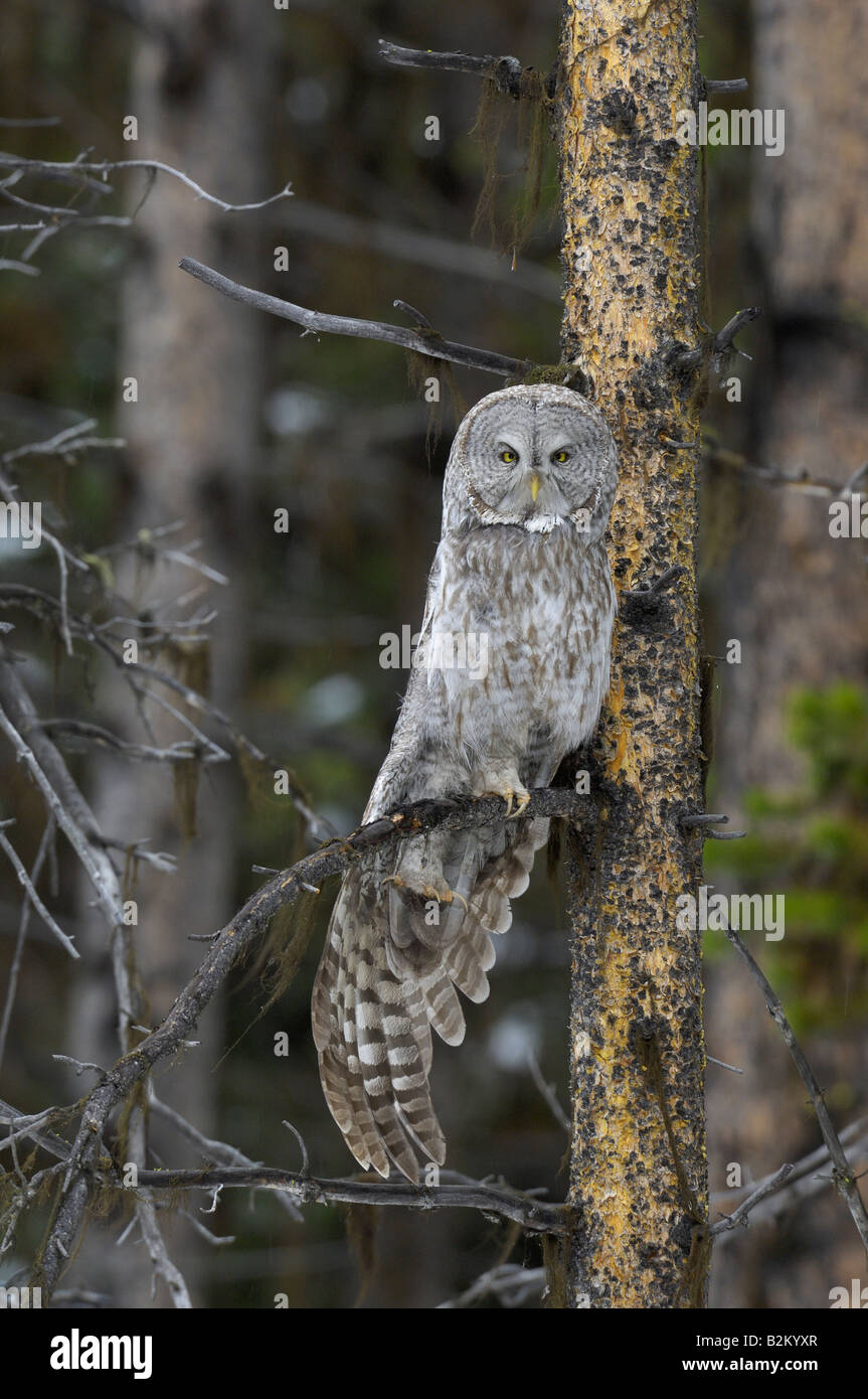 Elongated Great Gray Owl Stock Photo