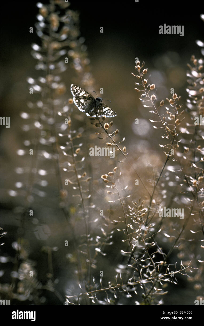 California peppergrass hi-res stock photography and images - Alamy