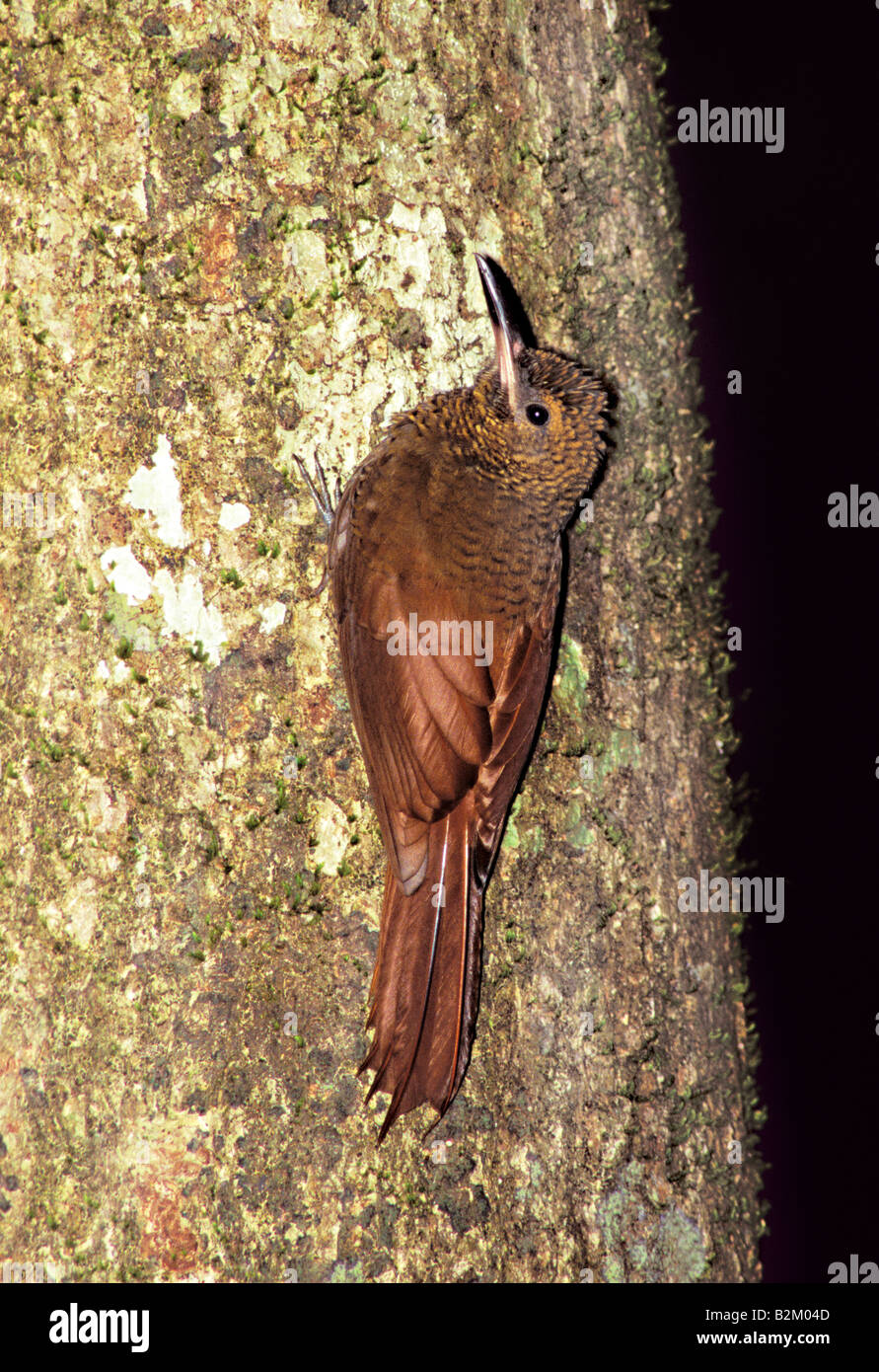 Northern Barred Woodcreeper Dendrocolaptes certhia Chan Chich BELIZE January Adult Dendrocolaptidae Stock Photo