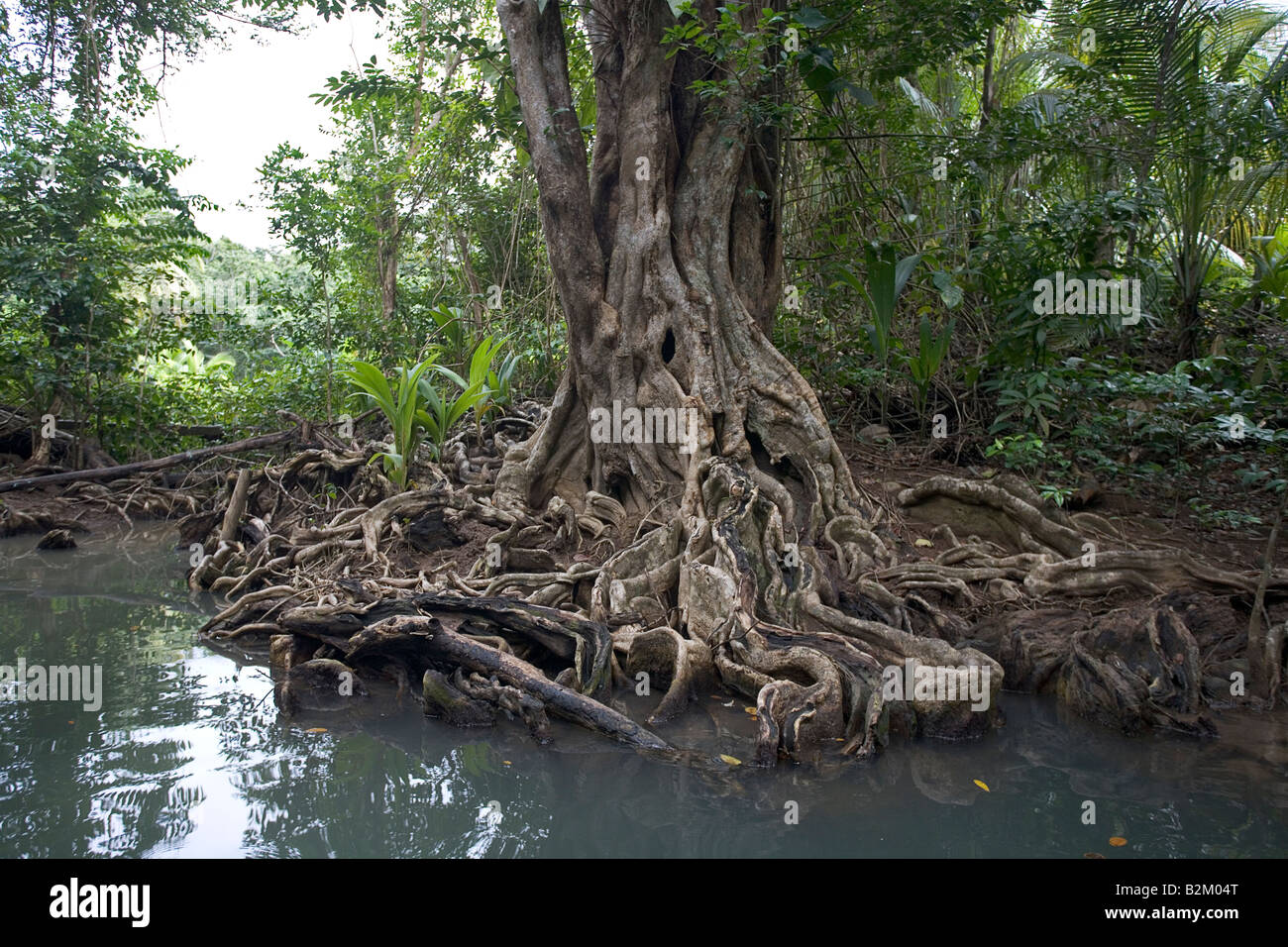 Swampblood trees along the Indian River in Dominica's northern rain forests Stock Photo