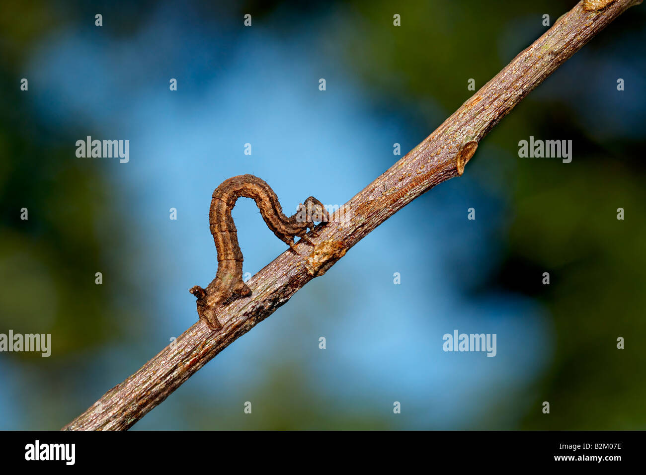 caterpillar, acherontia, larva, atropos, animal, butterfly, insect, insects, animal, bug, lepidopteran, ugly, going up, go up, Stock Photo