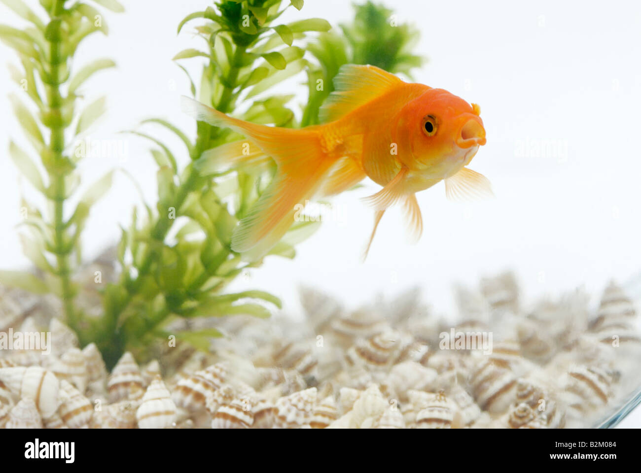 Goldfish and Elodea (Anacharis) Stock Photo