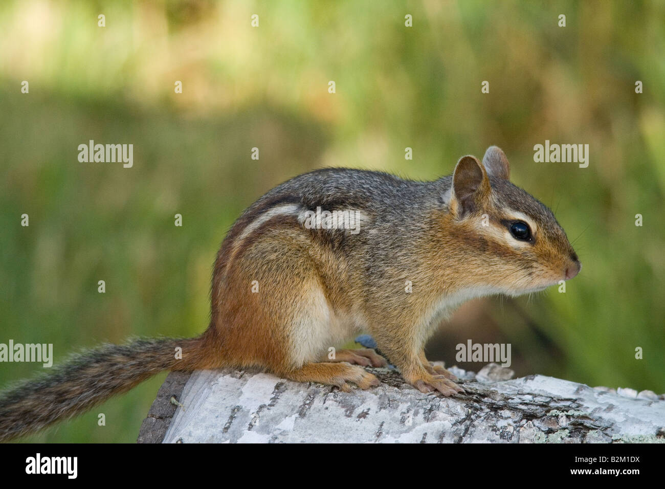 Eastern Chipmunk Stock Photo - Alamy