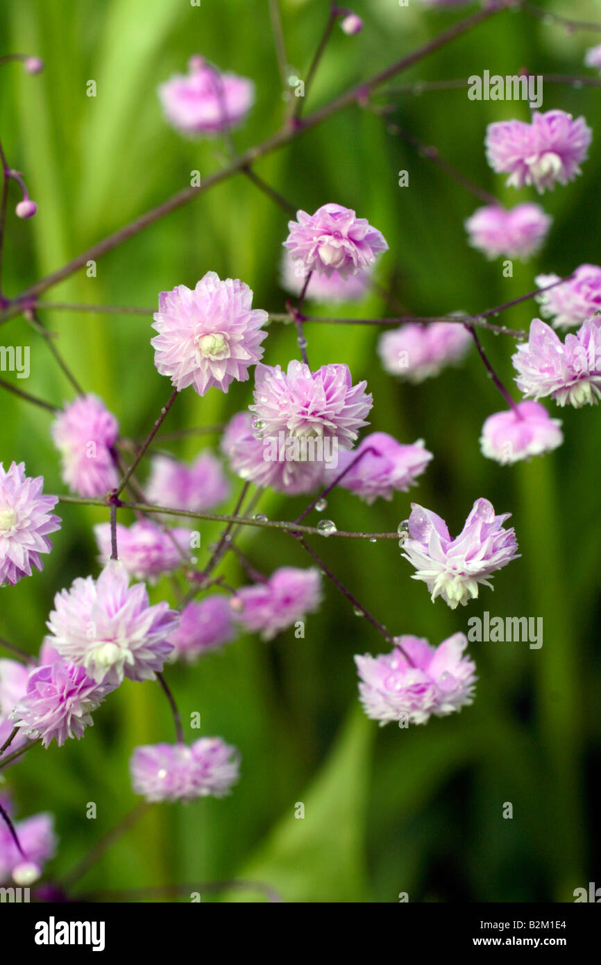 THALICTRUM DELAVAYI HEWITTS DOUBLE AGM Stock Photo