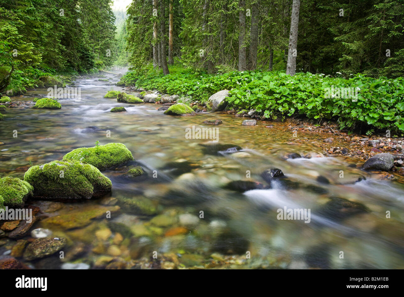 Stream in Koscieliska Valley Tatra Mountains Poland Stock Photo - Alamy