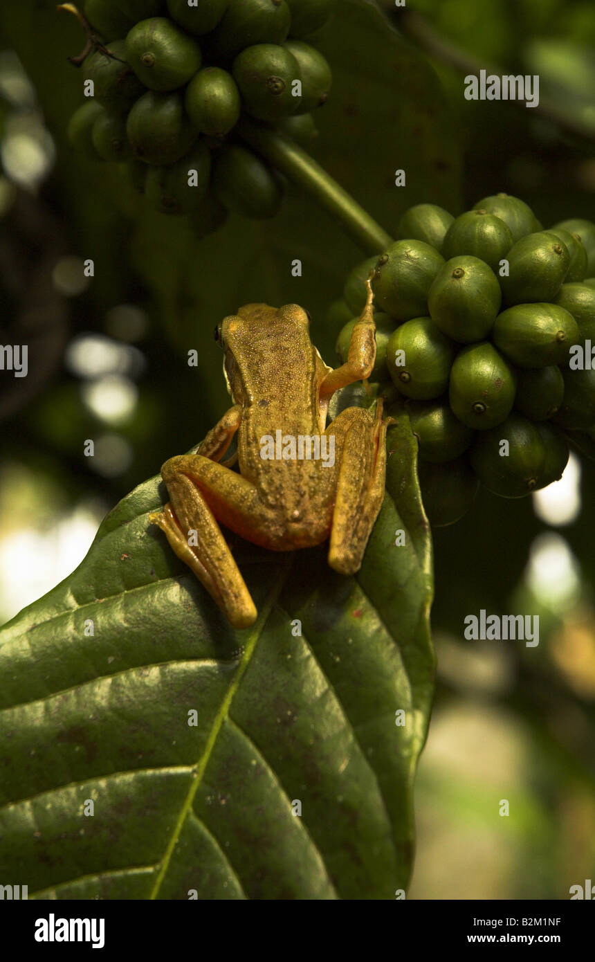 Frog on a coffee bush at Losari Coffee Plantation Resort, Java