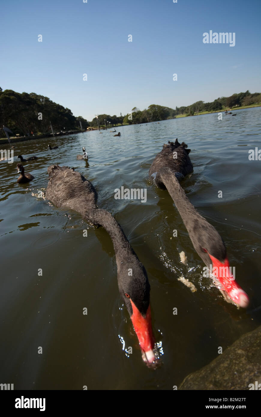 Black Swans eating bread Stock Photo Alamy
